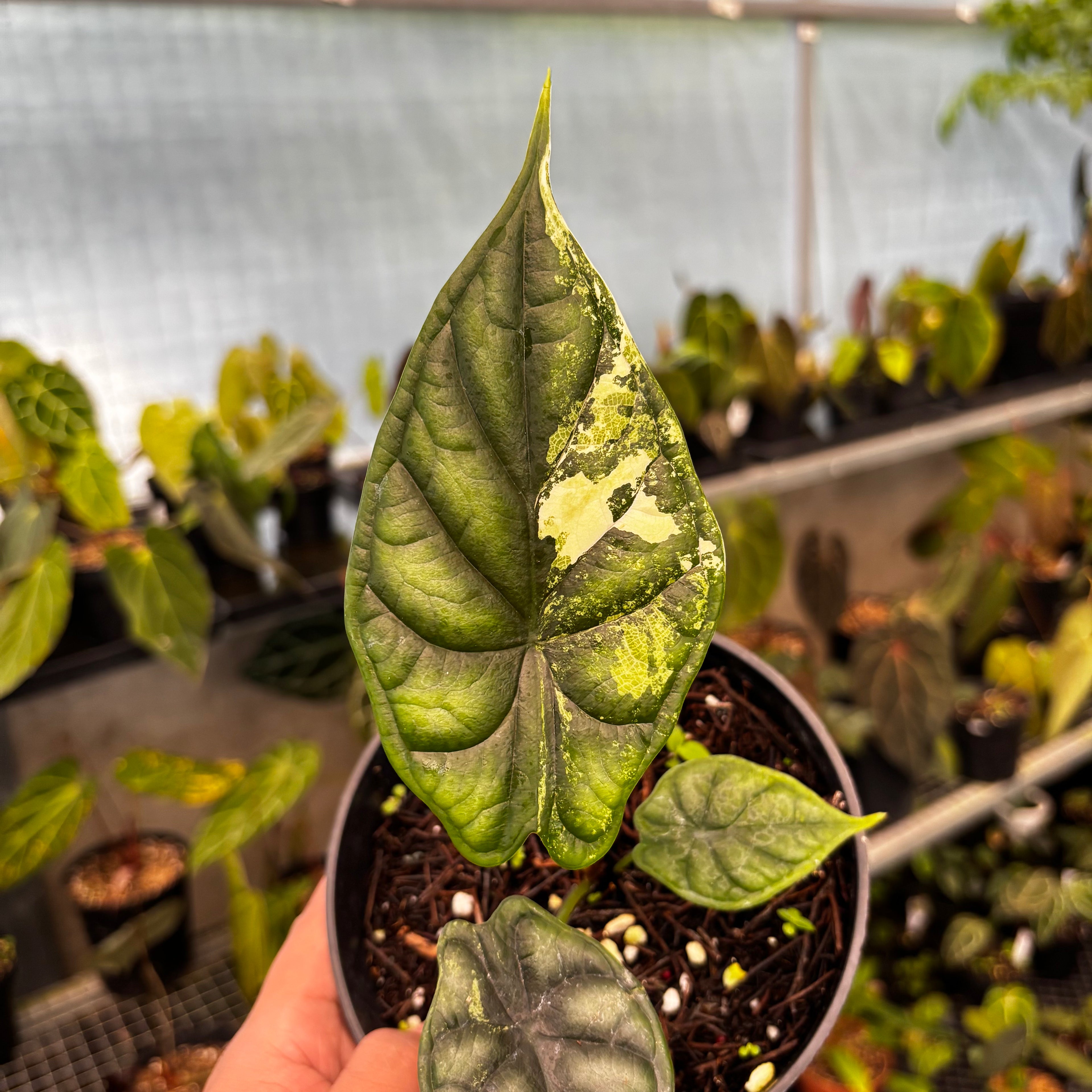 RP41-8 Alocasia Dragon Scale Variegated