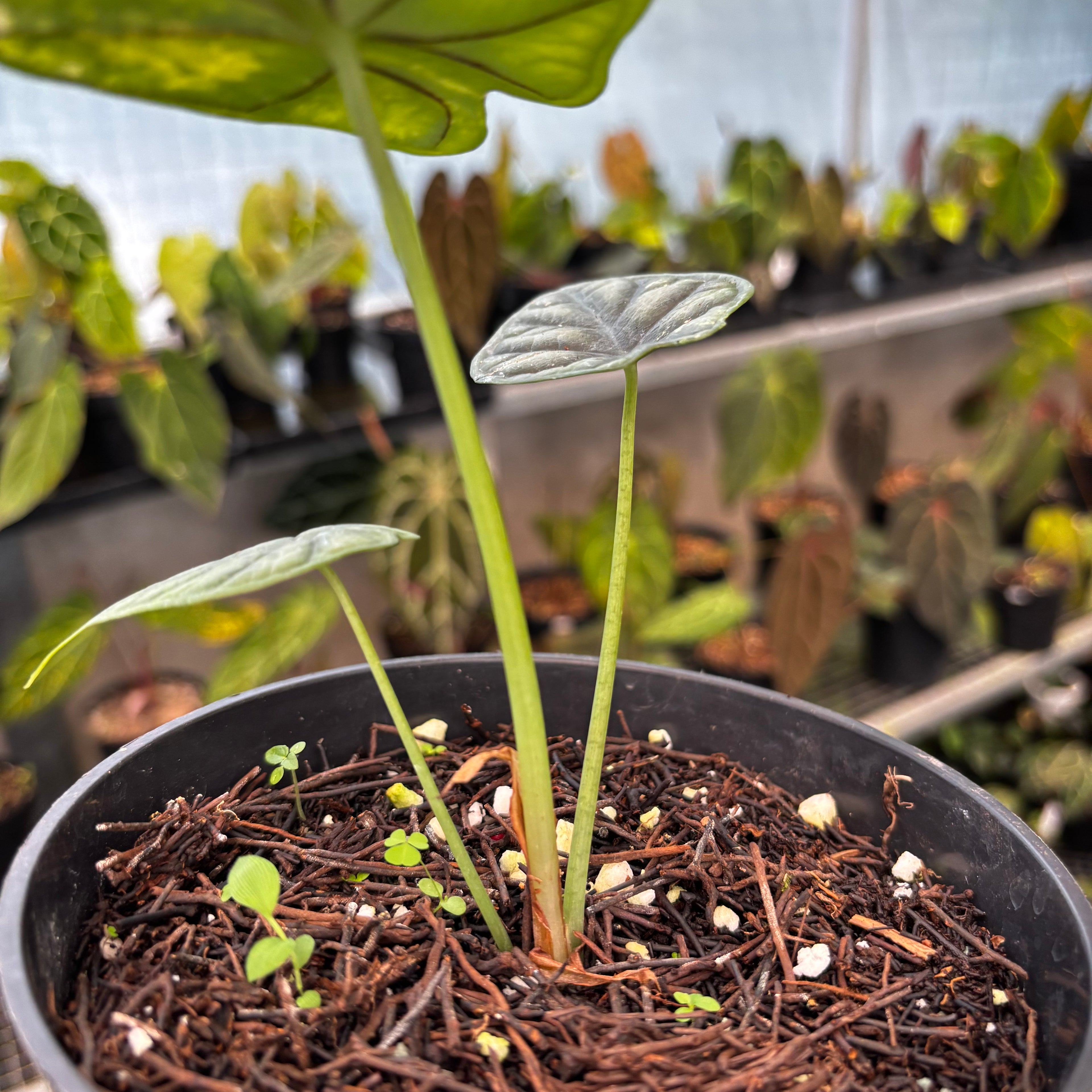 RP41-8 Alocasia Dragon Scale Variegated