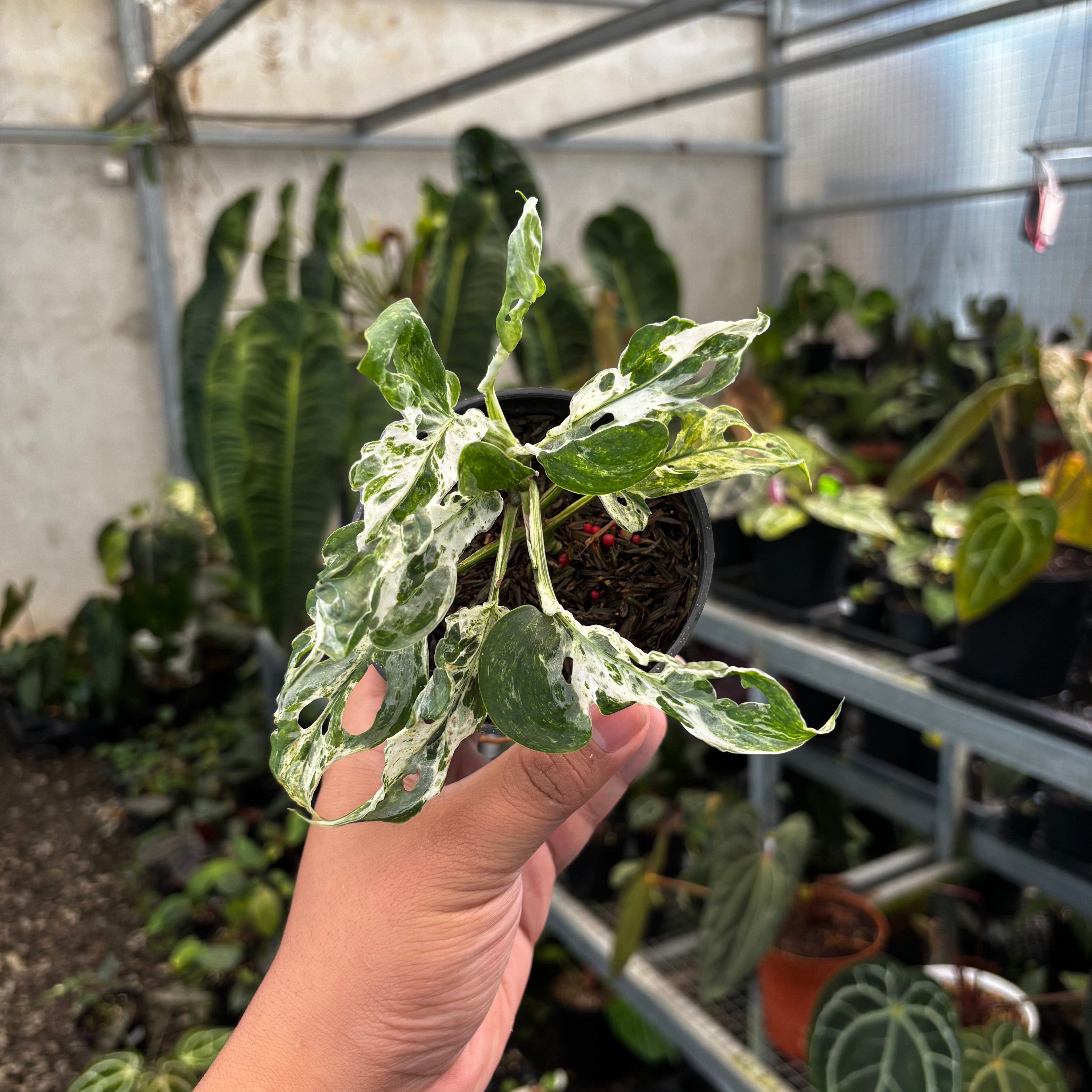 🎁 Monstera Adansoni Mottled (100% off)