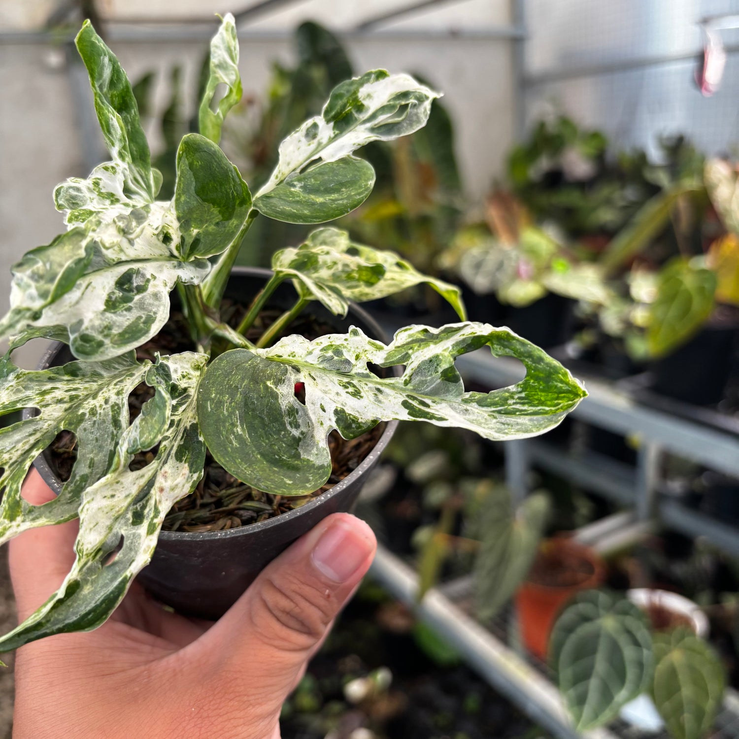 Monstera Adansoni Mottled