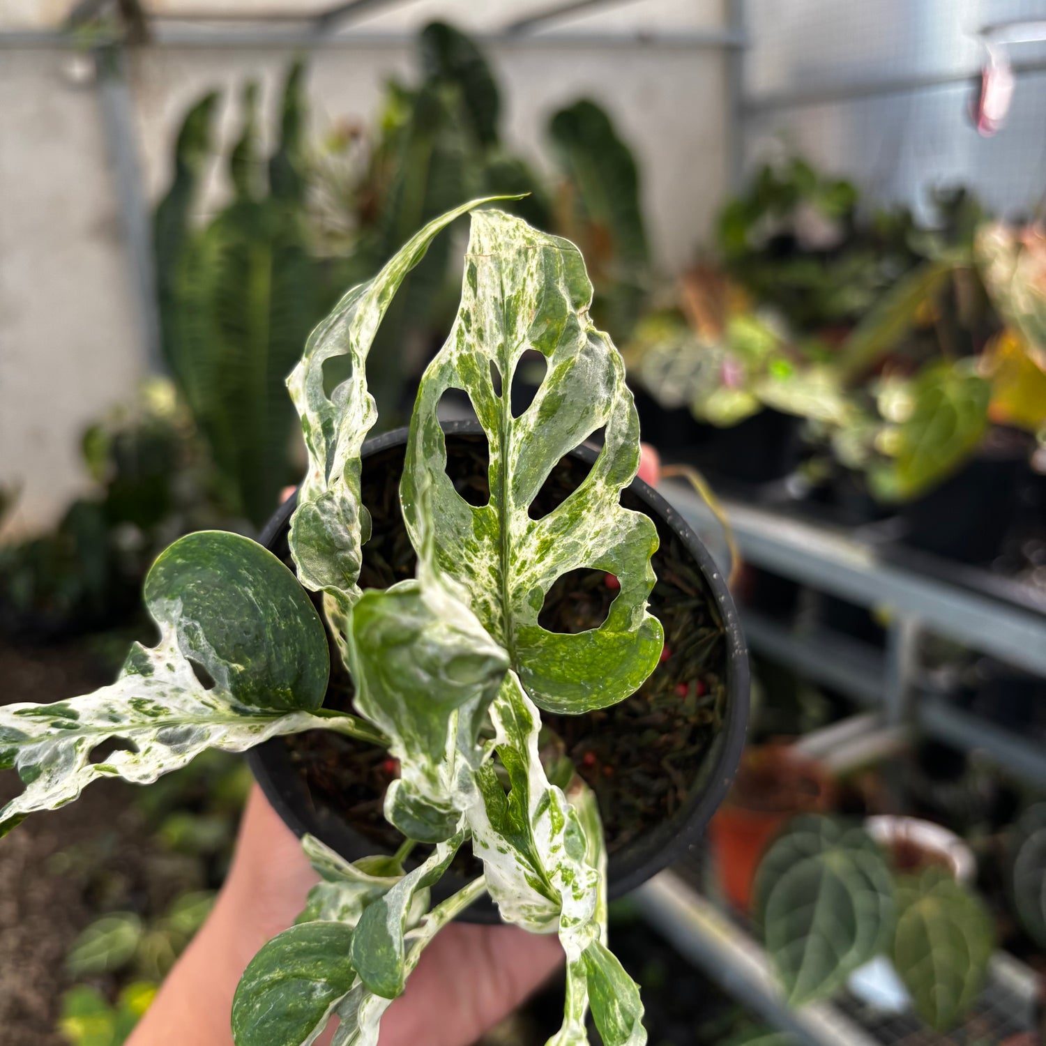 Monstera Adansoni Mottled