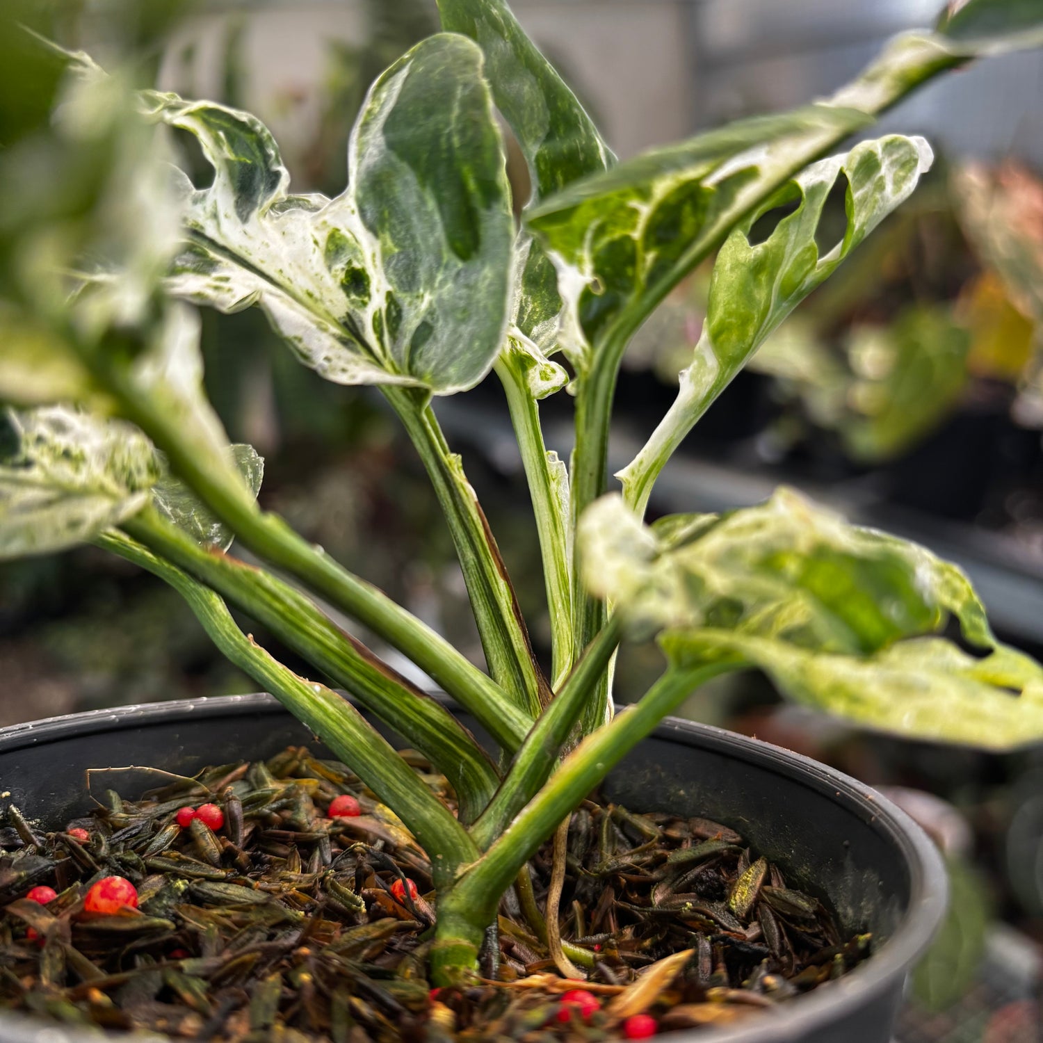 Monstera Adansoni Mottled