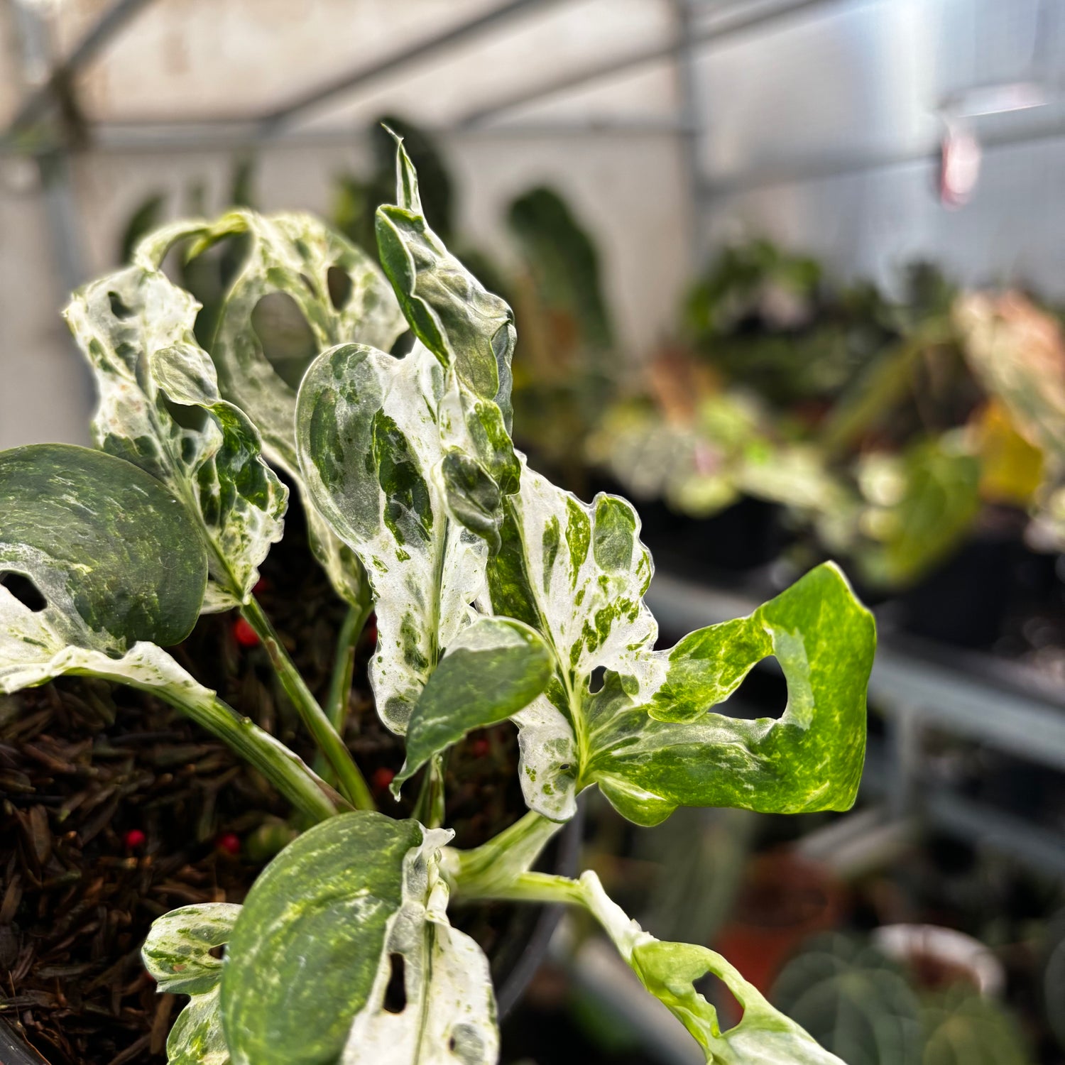 Monstera Adansoni Mottled