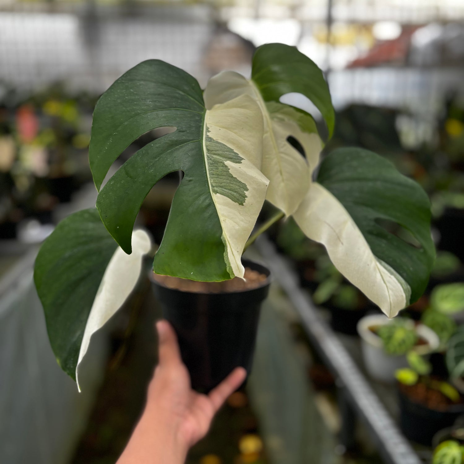 Monstera Albo Halfmoon Variegated