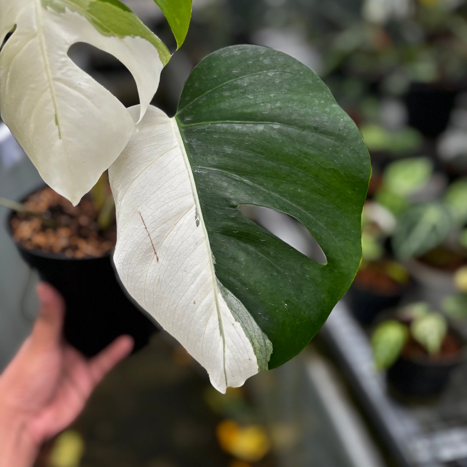Monstera Albo Halfmoon Variegated