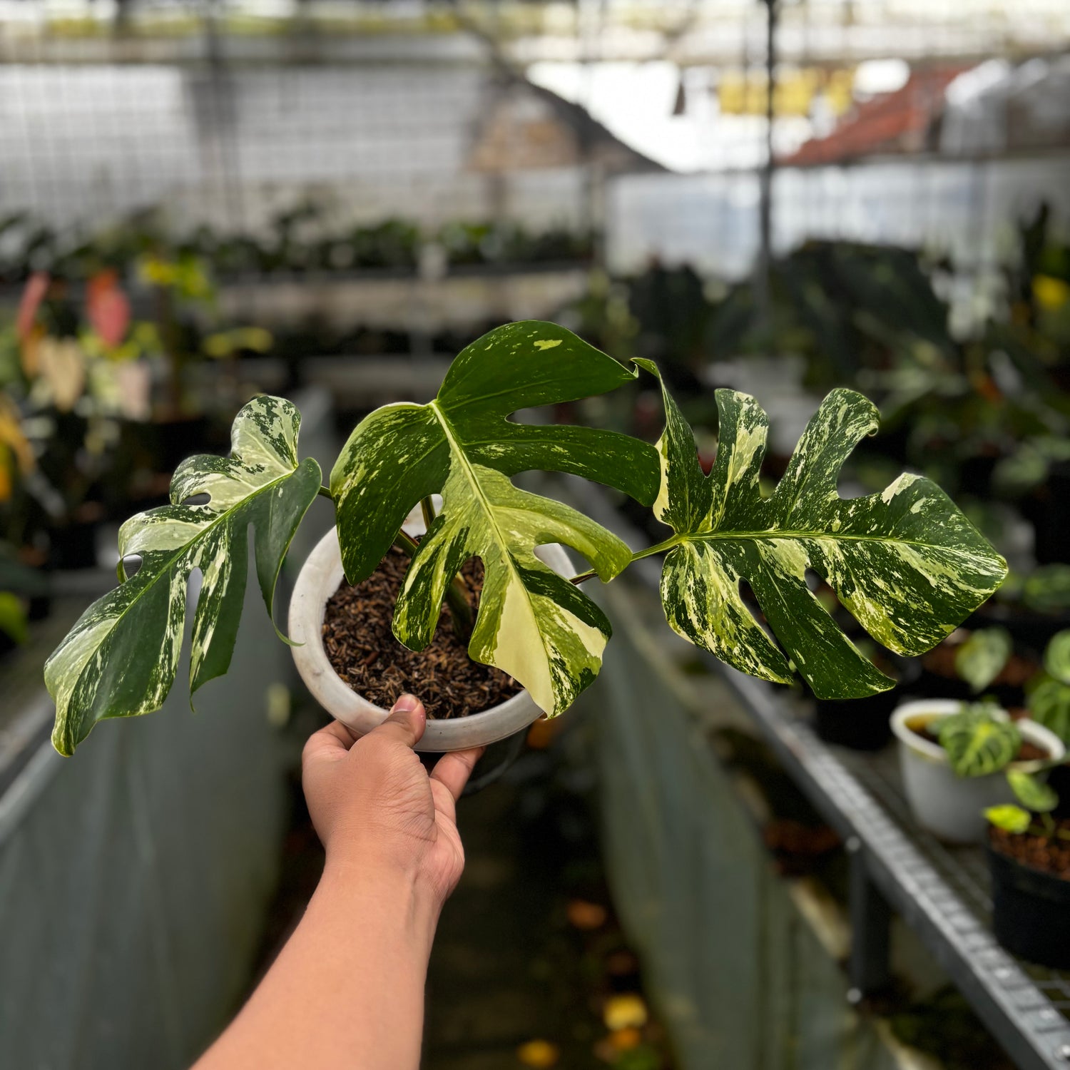 Monstera Albo Variegated