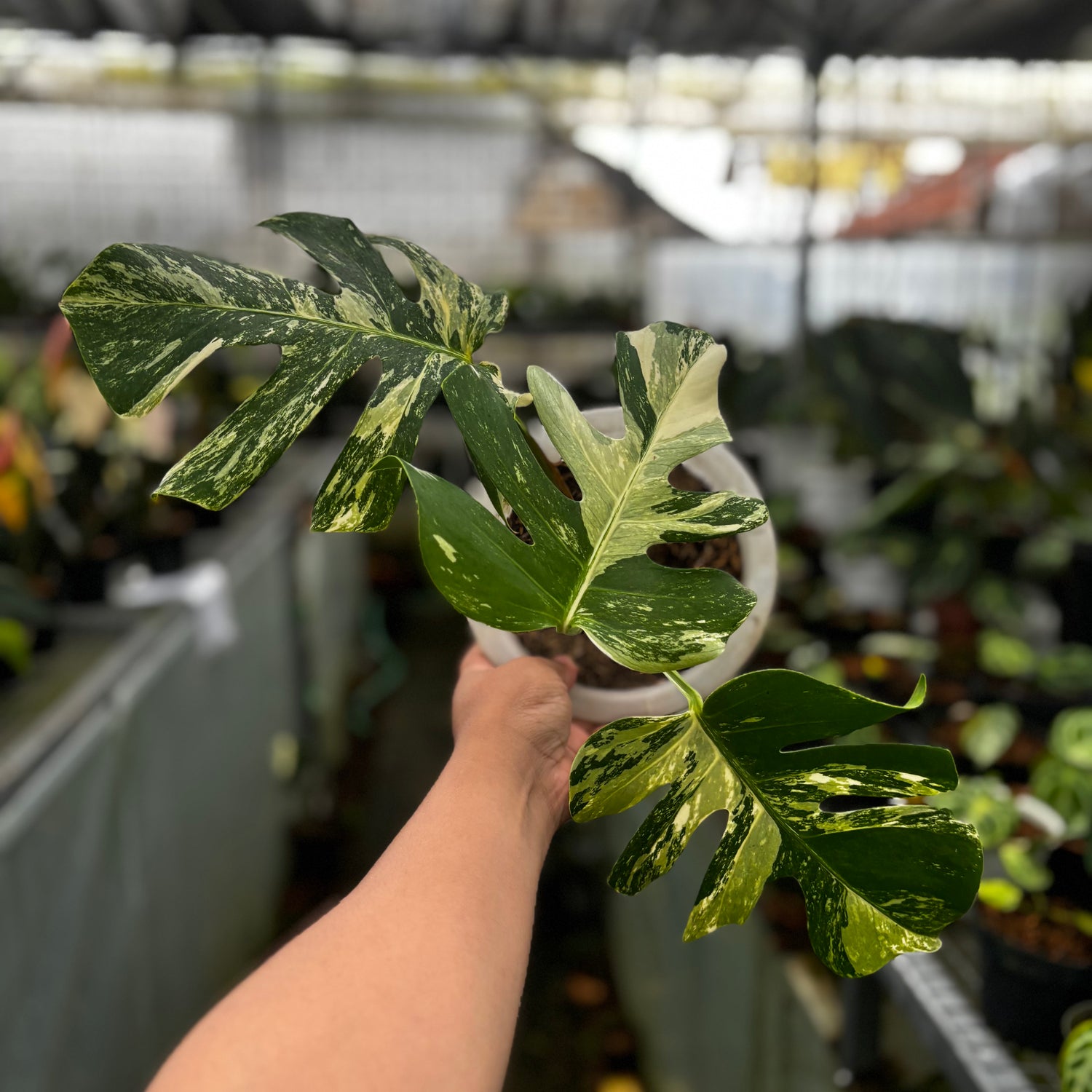 Monstera Albo Variegated
