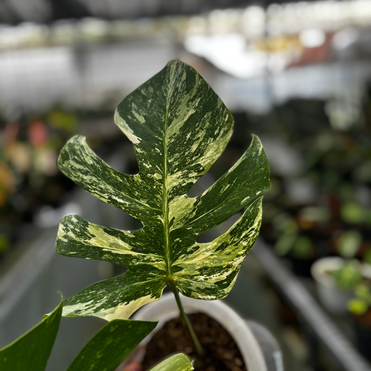 Monstera Albo Variegated