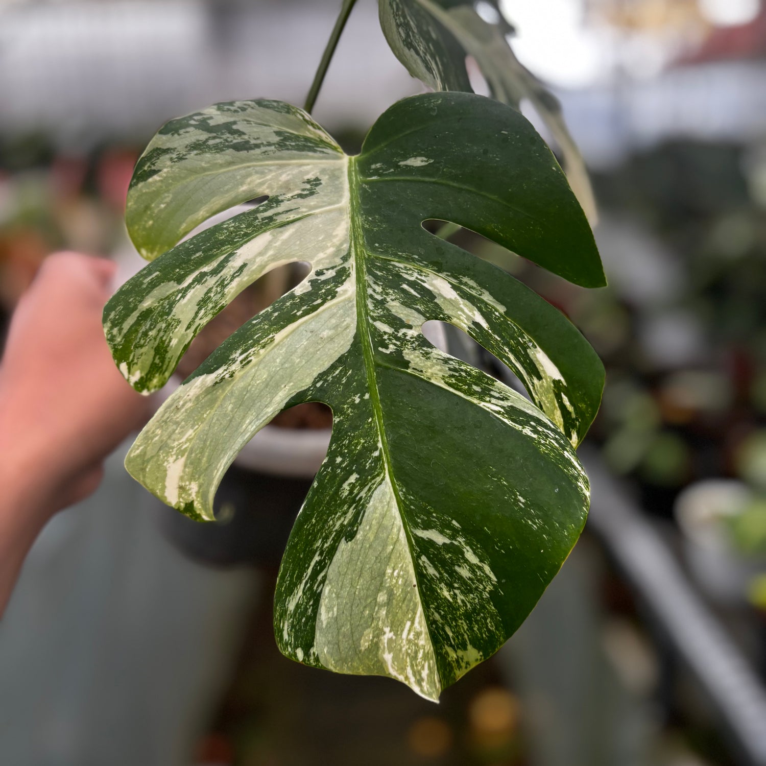 Monstera Albo Variegated