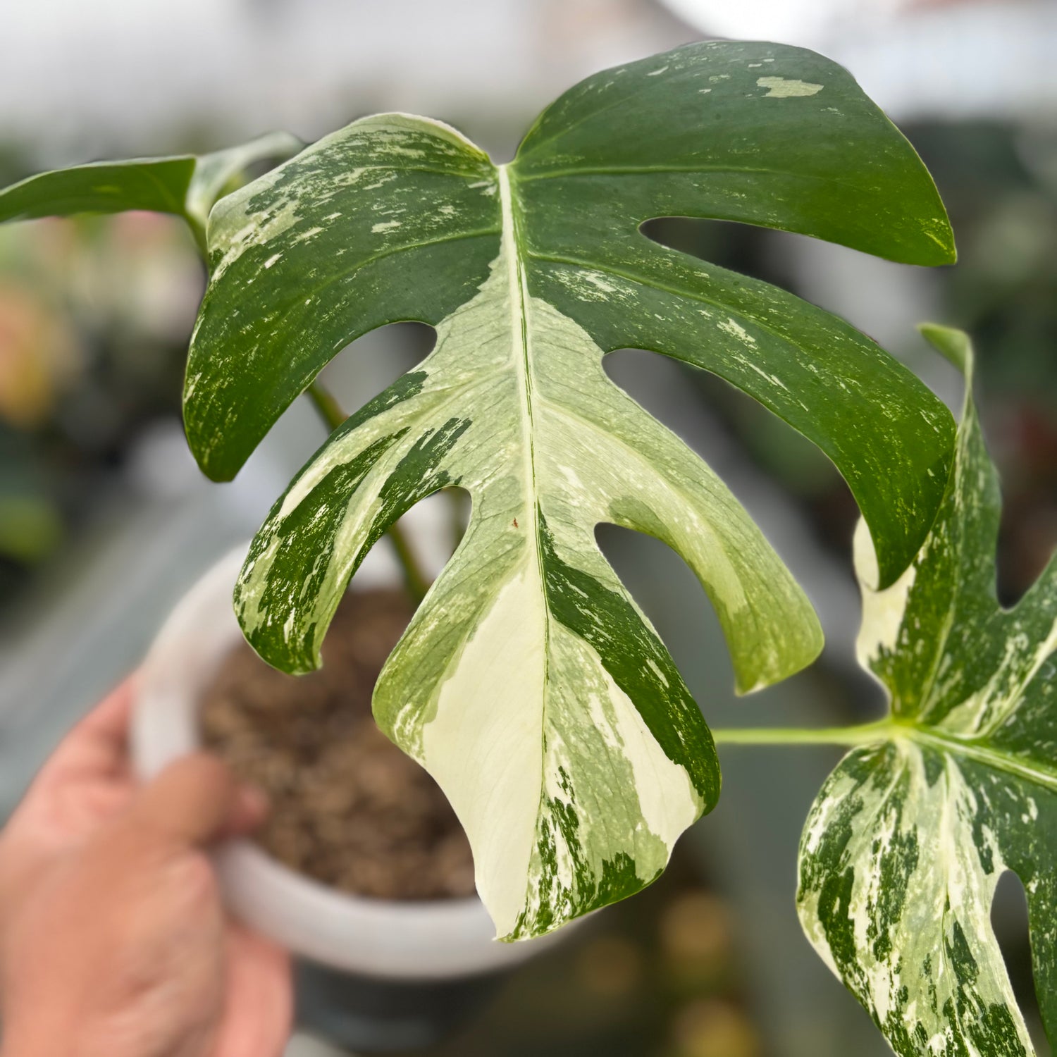 Monstera Albo Variegated