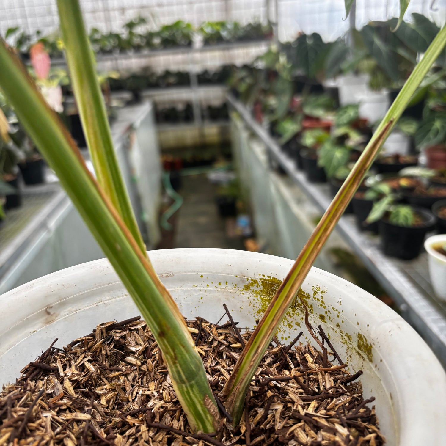 Monstera Albo Variegated