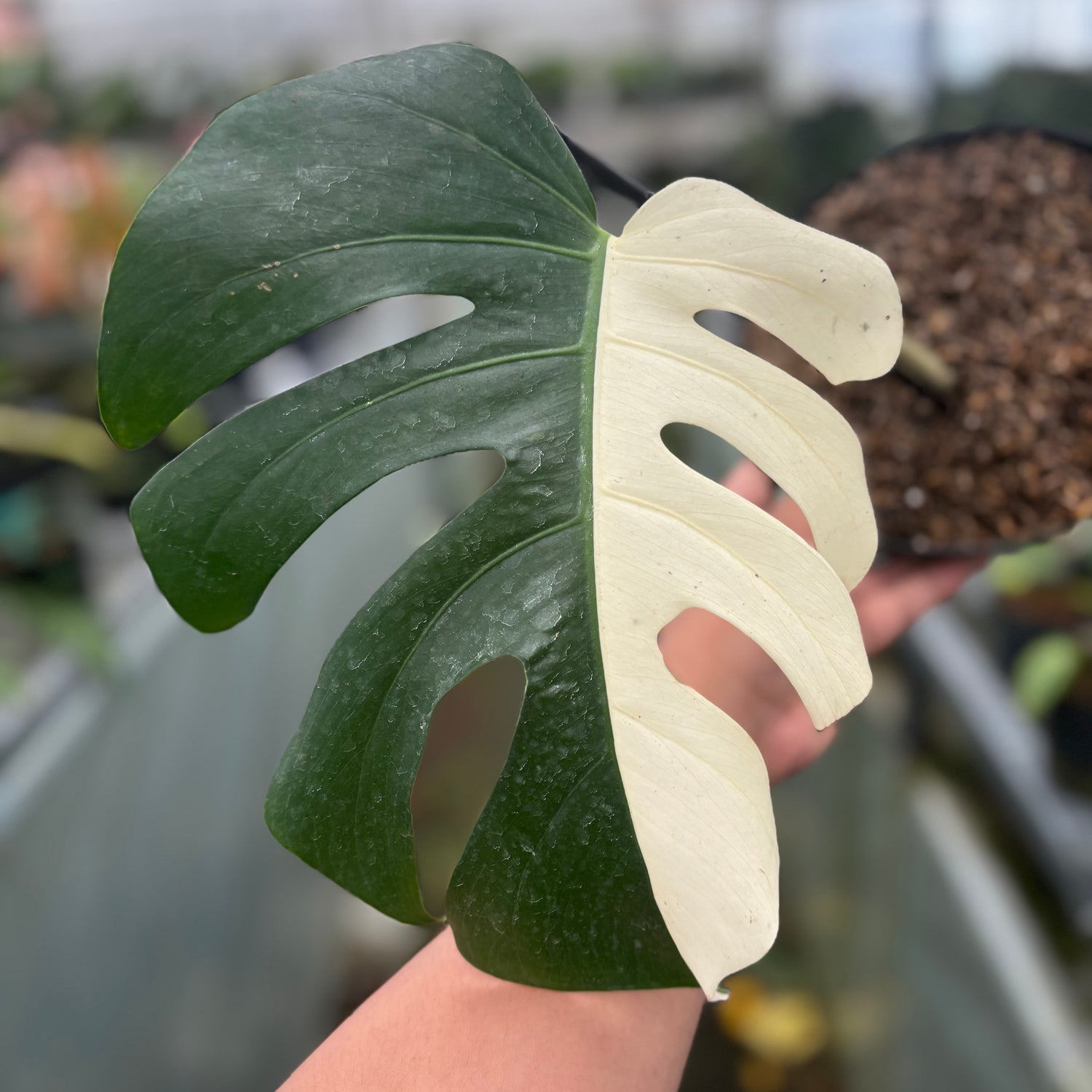 Monstera Albo Halfmoon Cutting - 1 Leaf