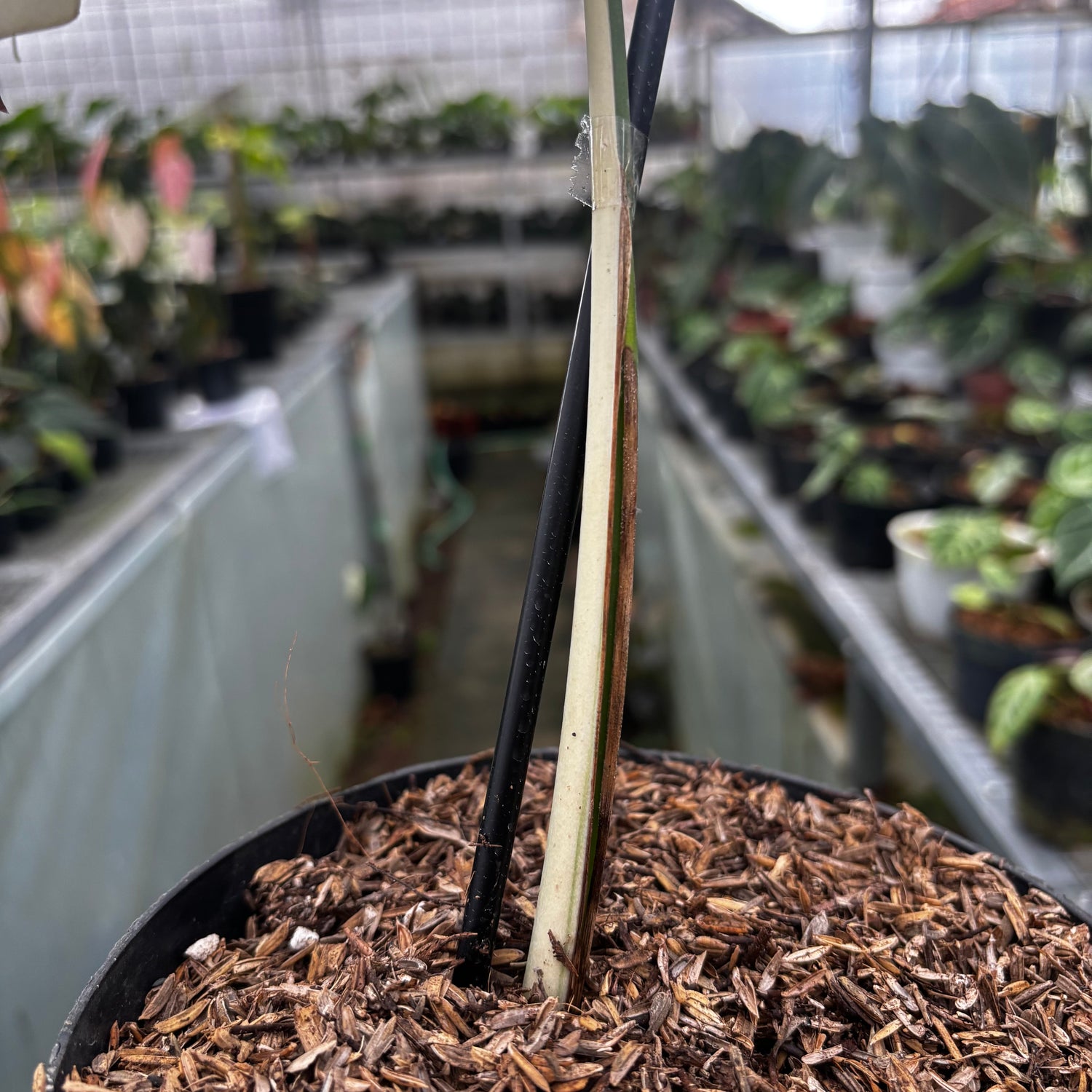 Monstera Albo Halfmoon Cutting - 1 Leaf