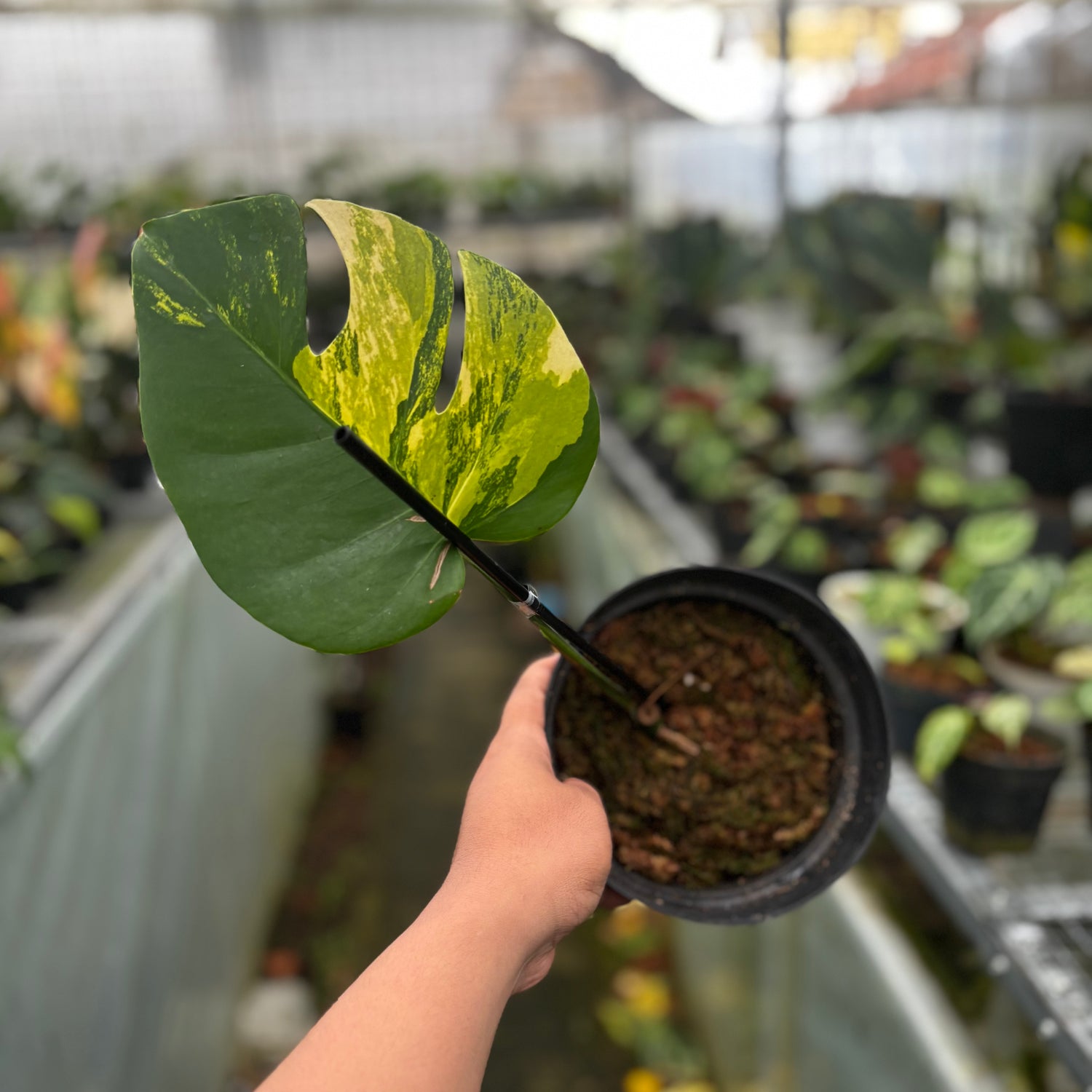 Monstera Marmorata Variegated Cutting - 1 Leaf