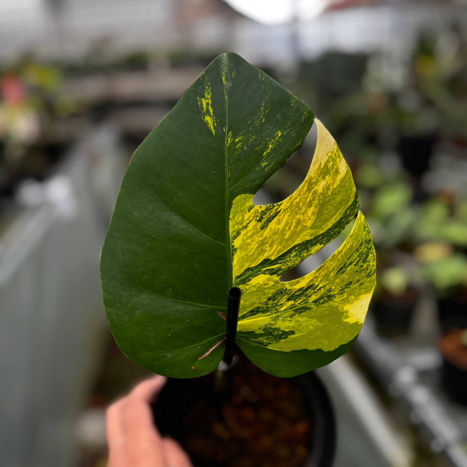 Monstera Marmorata Variegated Cutting - 1 Leaf