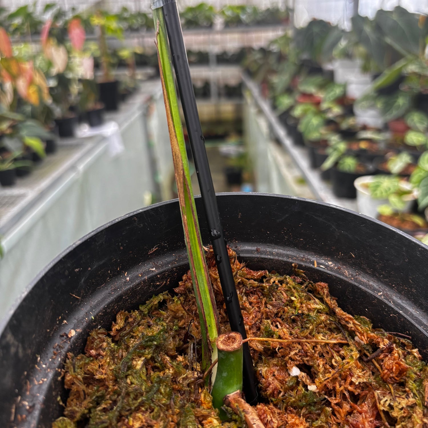 Monstera Marmorata Variegated Cutting - 1 Leaf