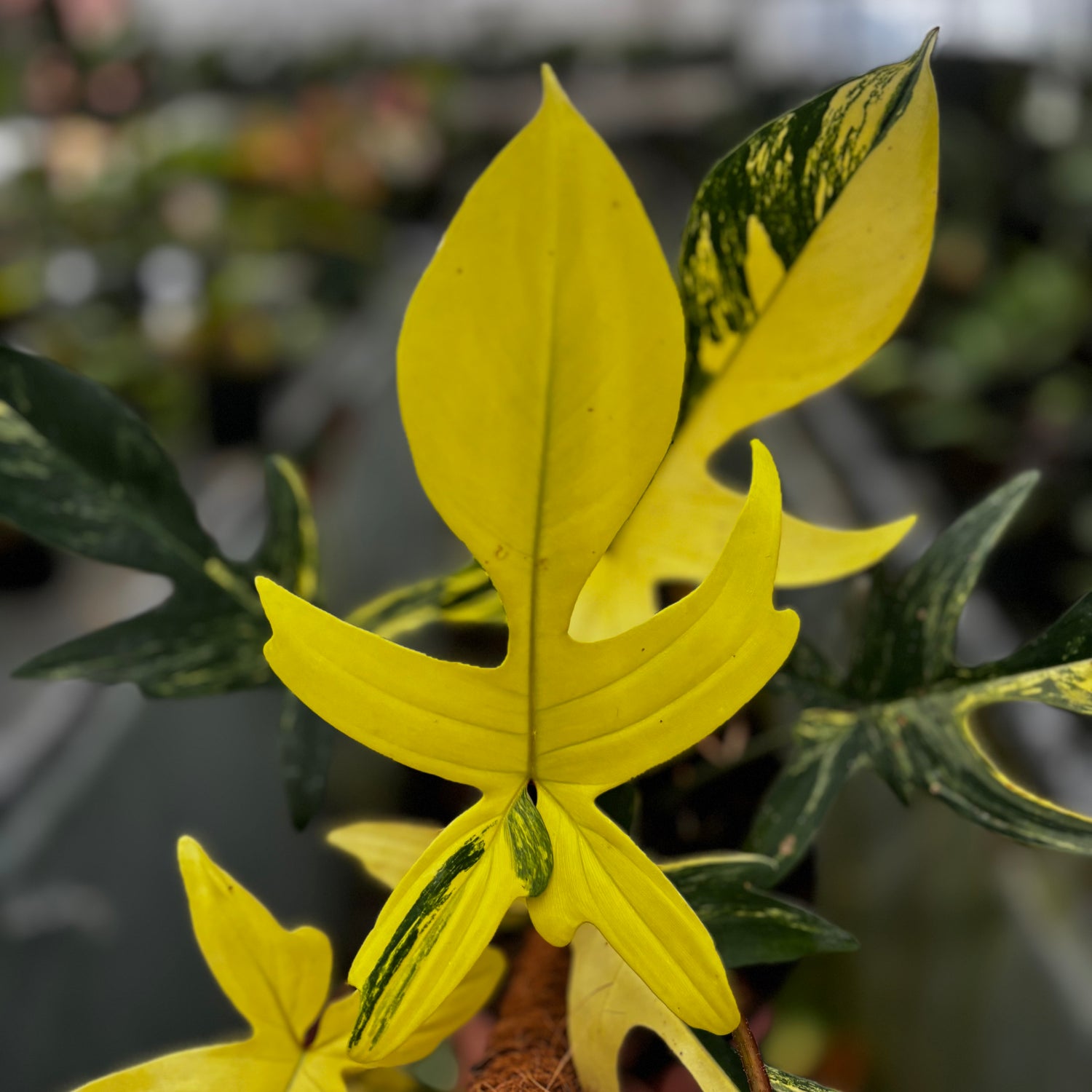 Philodendron Florida Beauty - Mature size