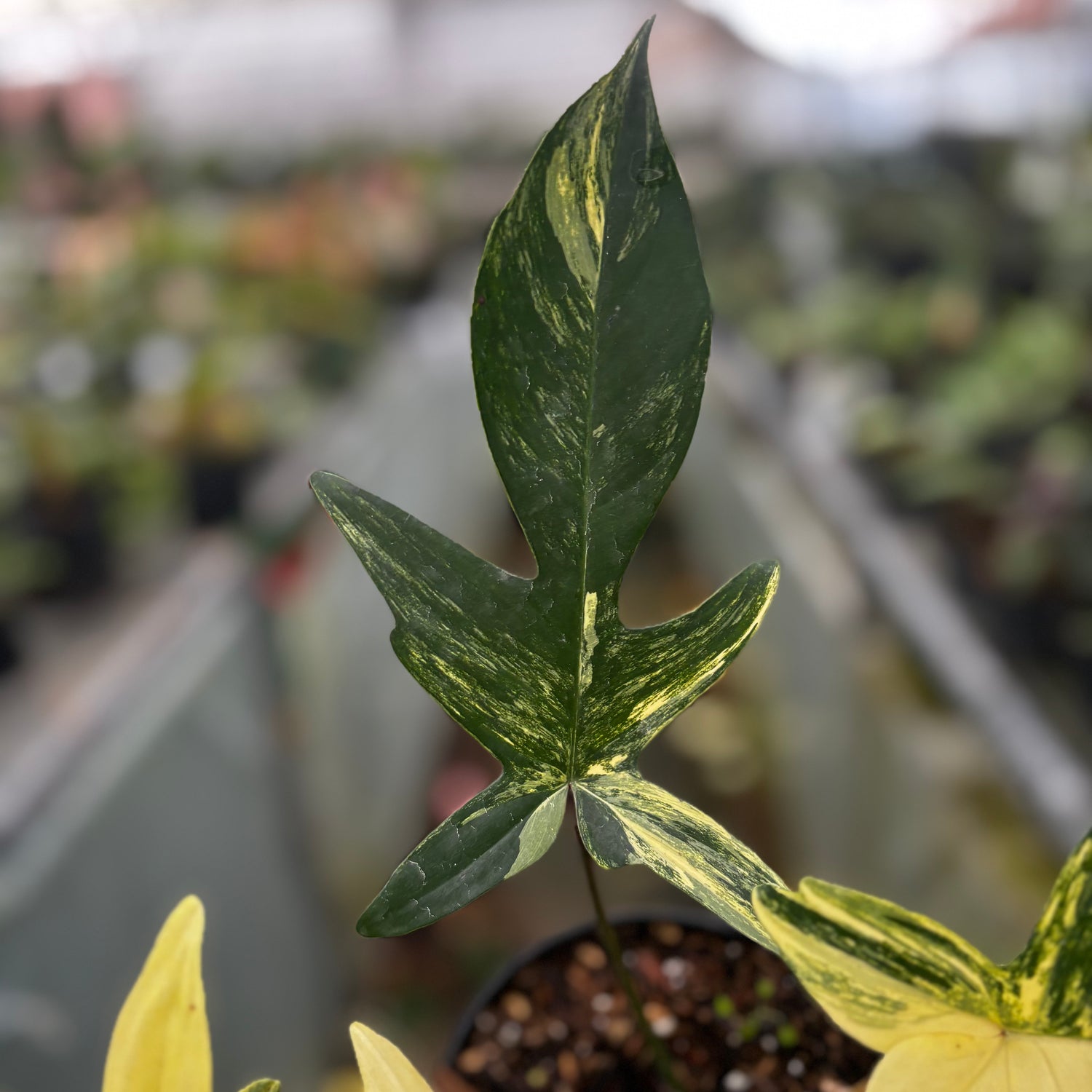 Philodendron Florida Beauty - Mature size