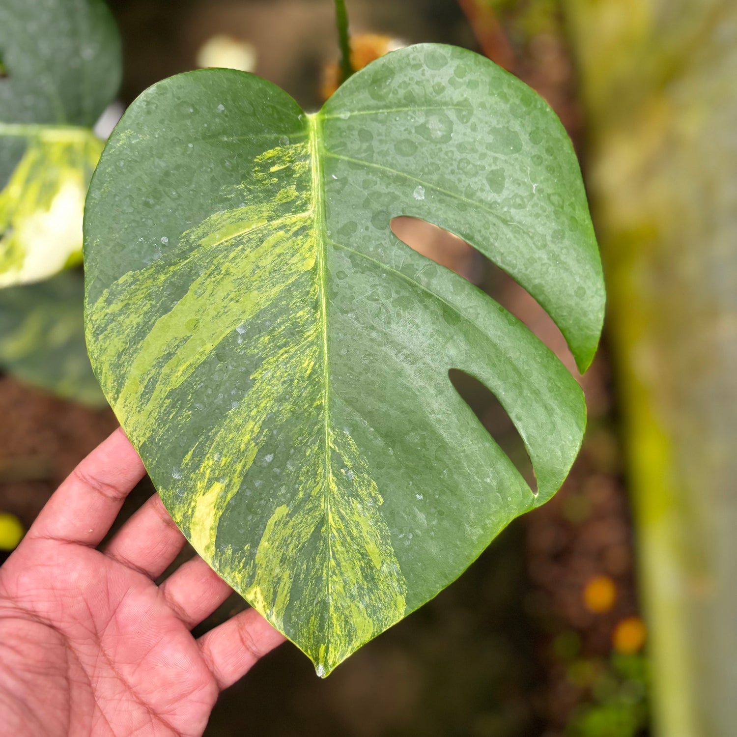 Monstera Yellow Variegated "Marmorata" Lush