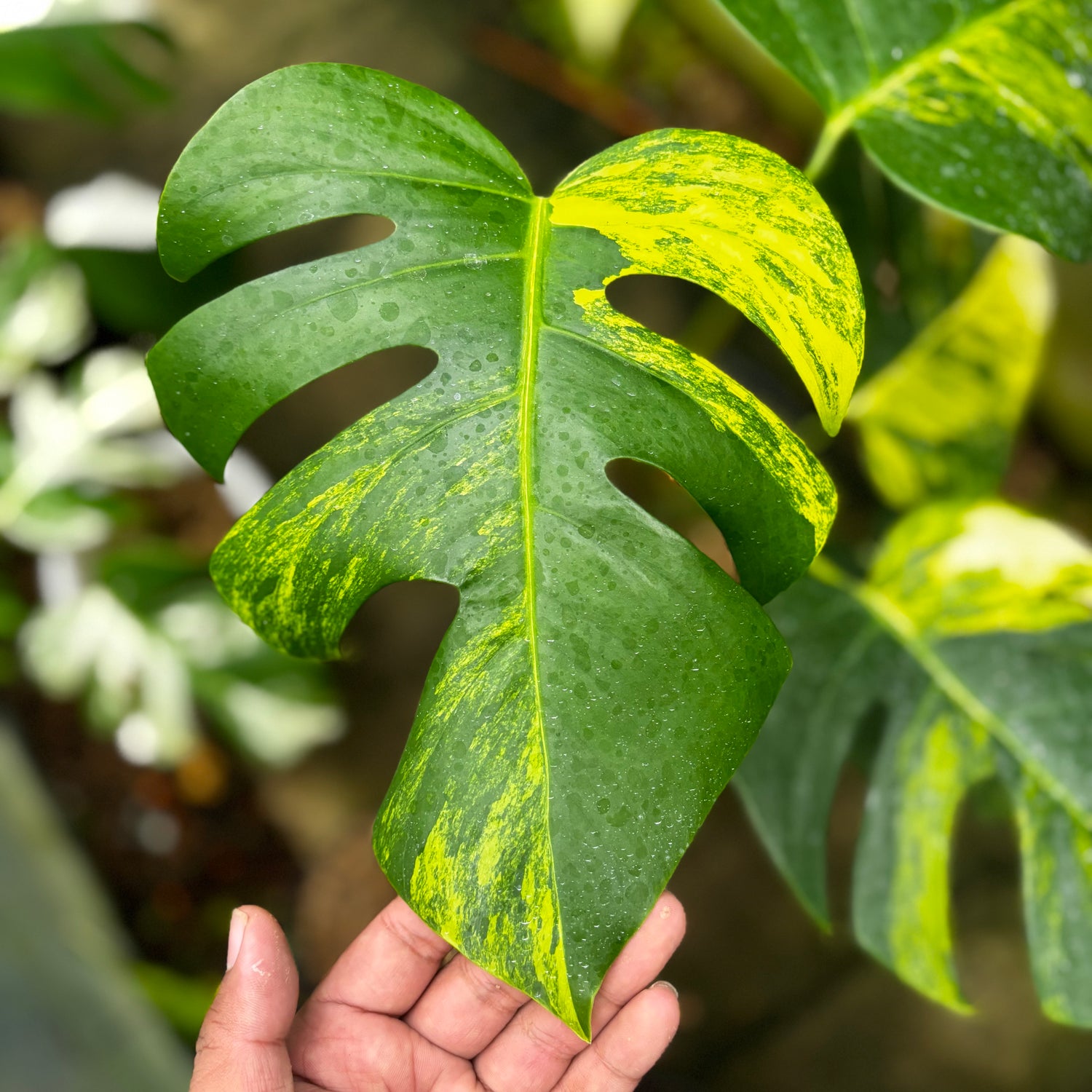 Monstera Yellow Variegated "Marmorata" Lush
