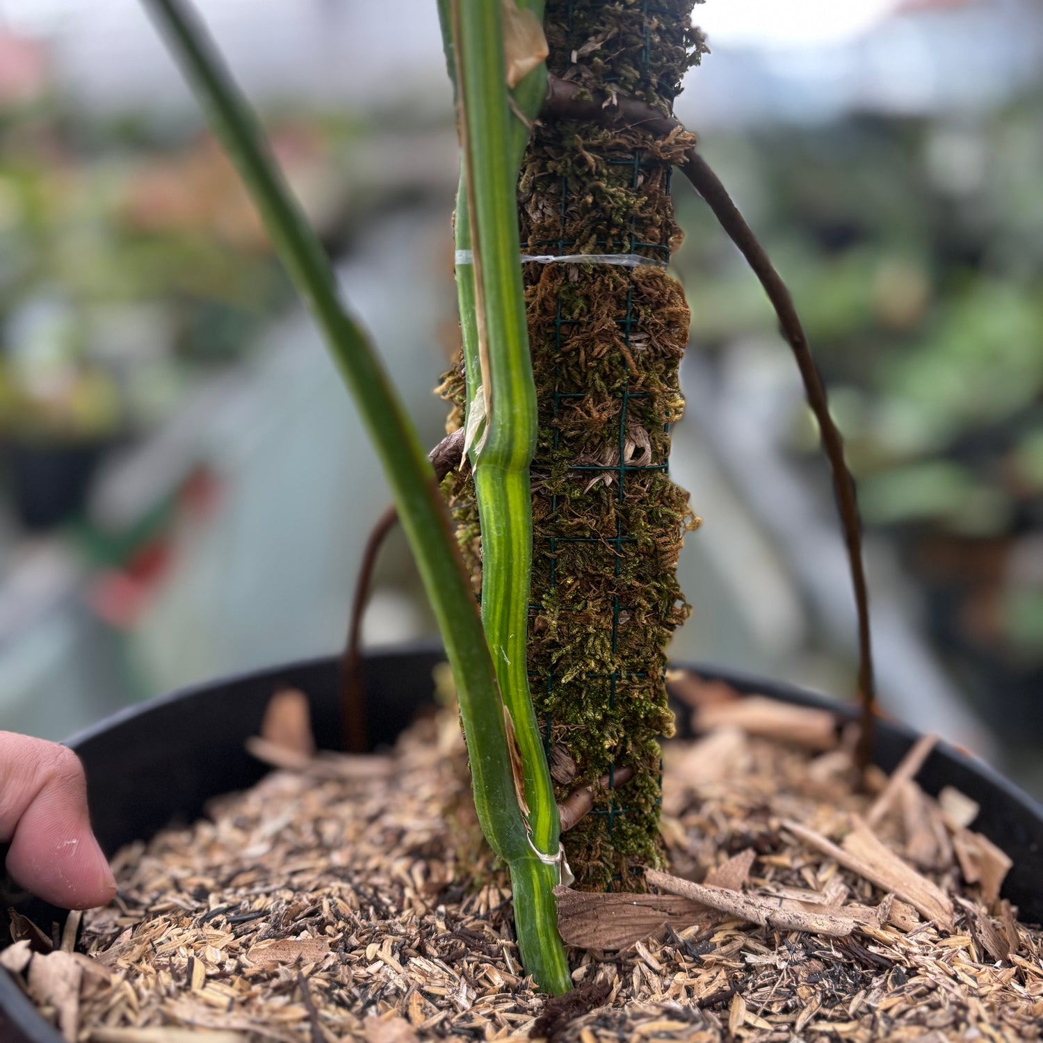 Monstera Yellow Variegated "Marmorata" Lush