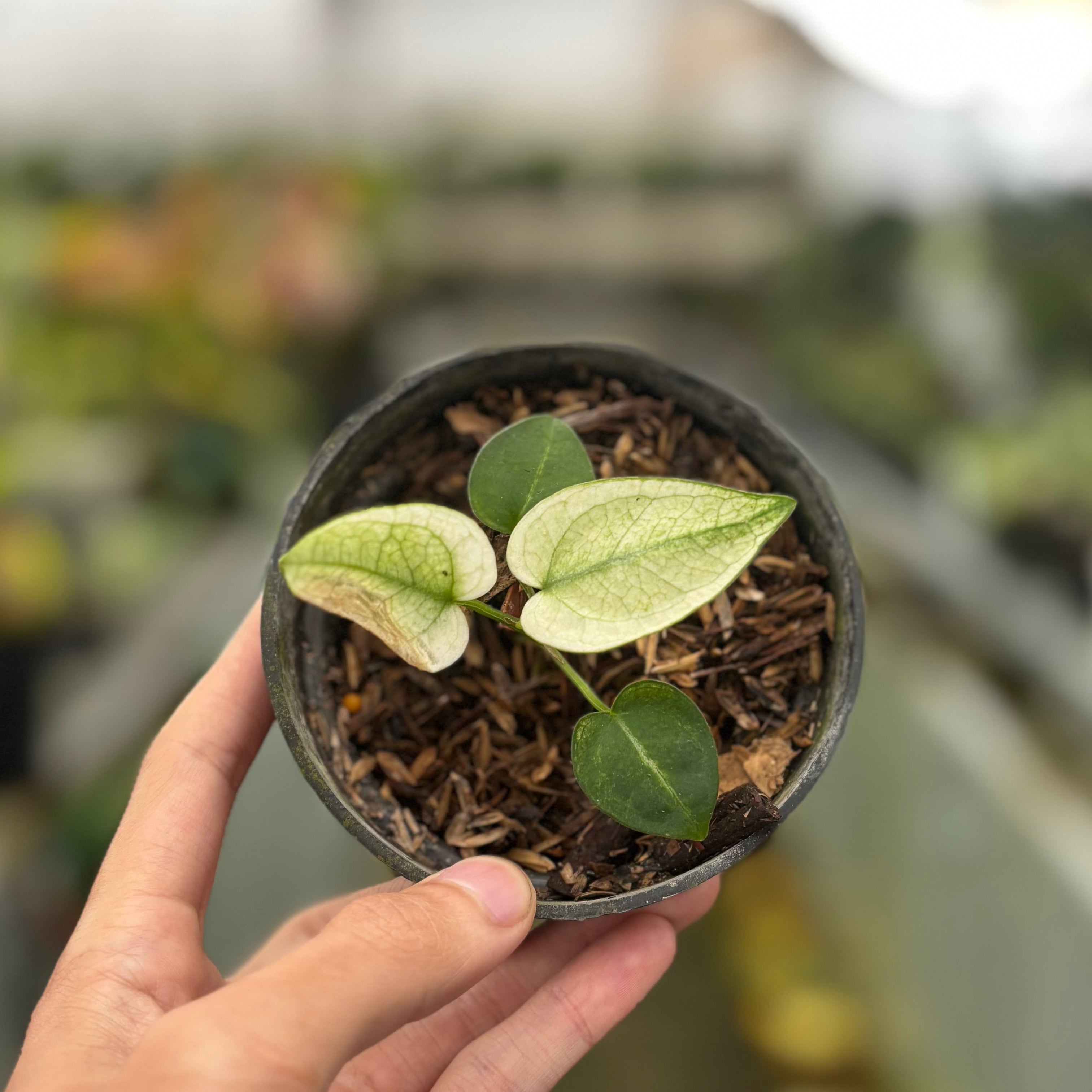 Anthurium Silver Blush White Mint Variegated