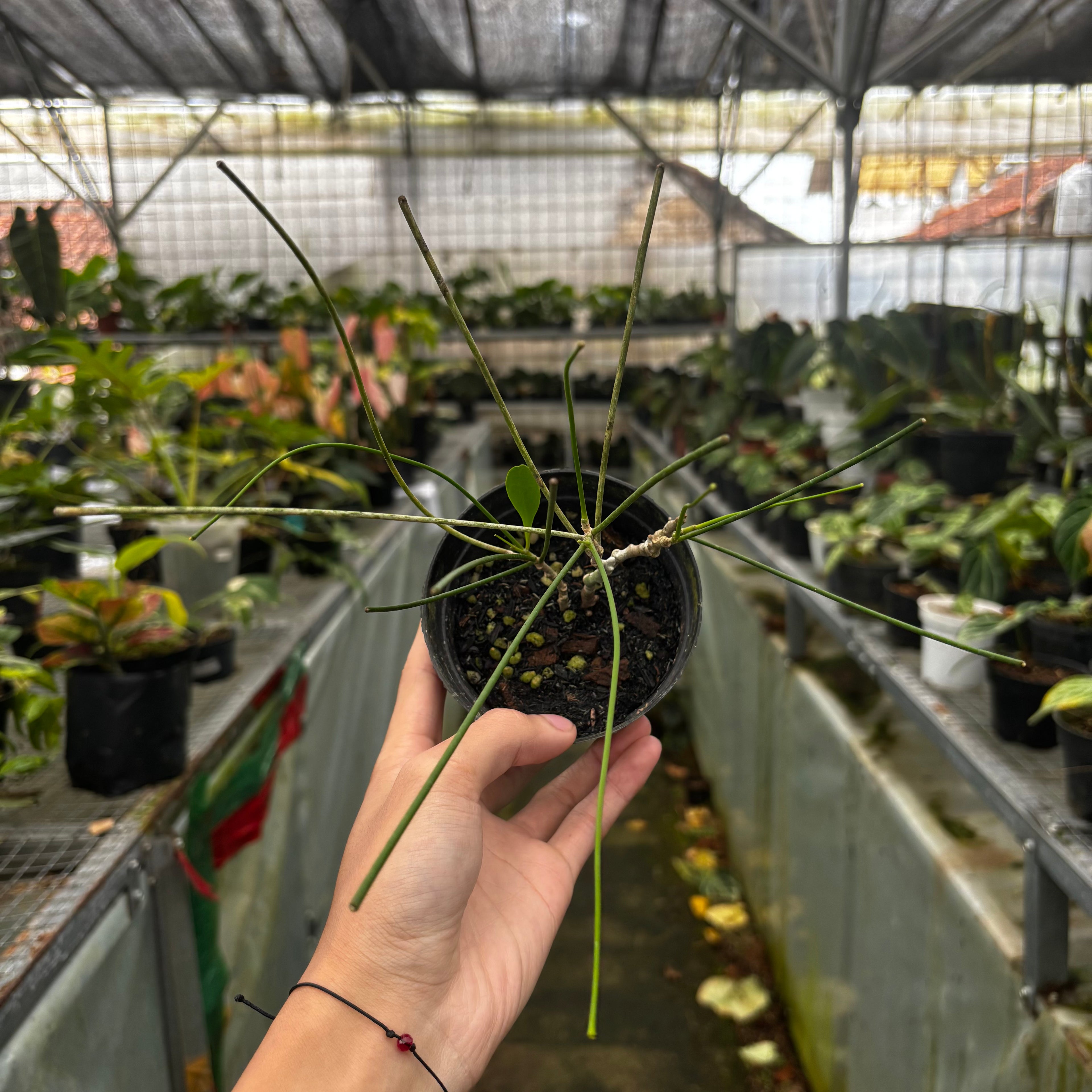 Hoya spartioides