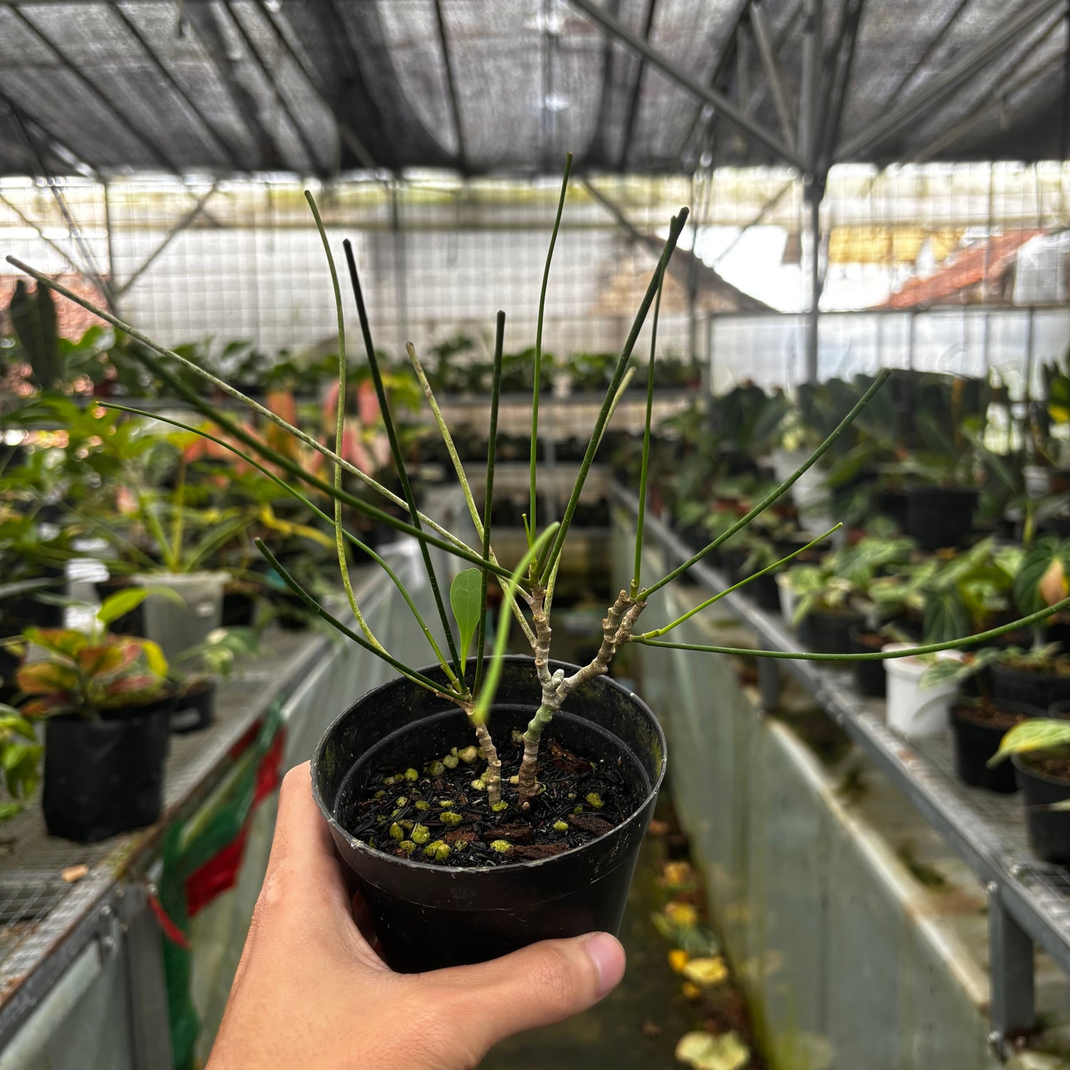 🎁 Hoya spartioides (100% off)