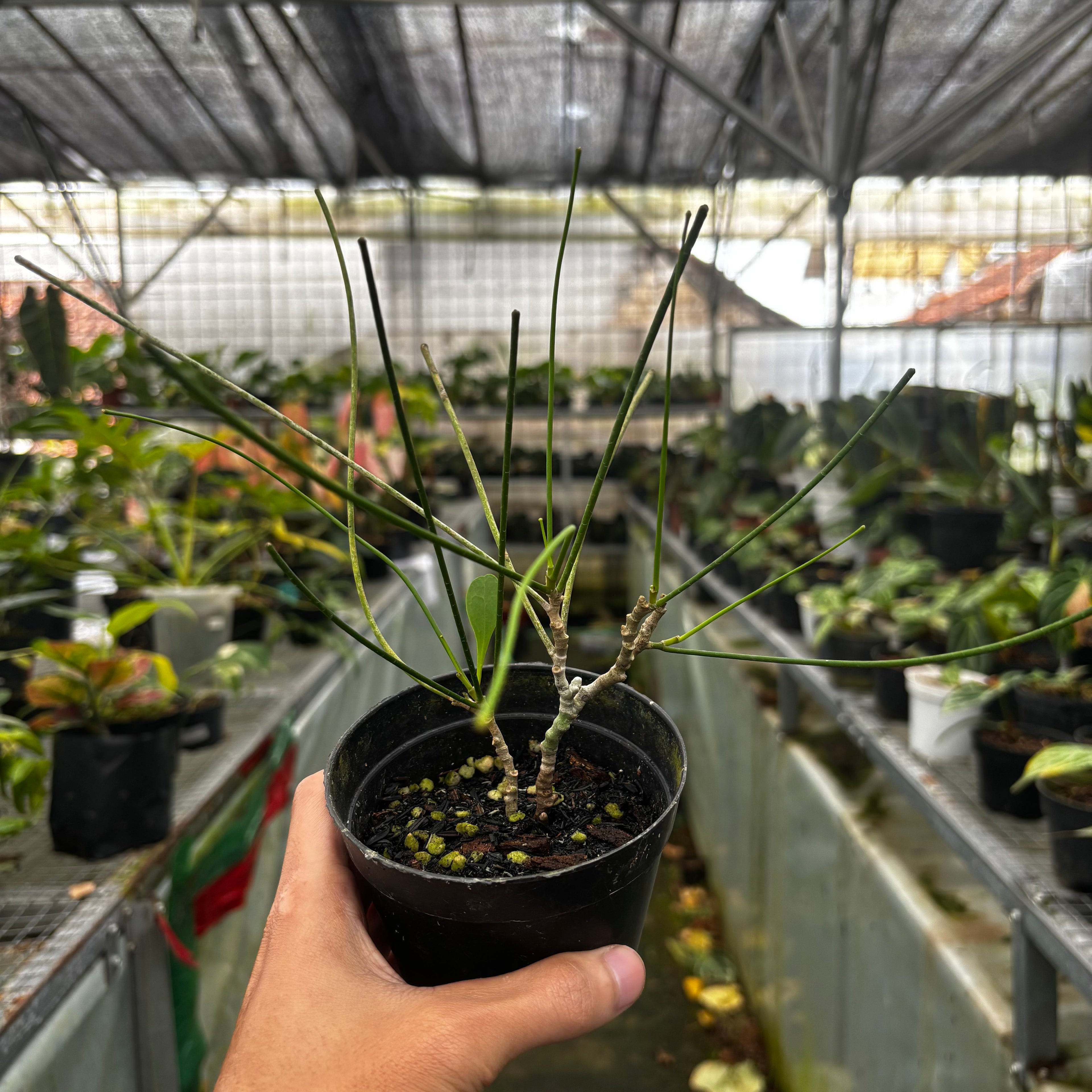 Hoya spartioides