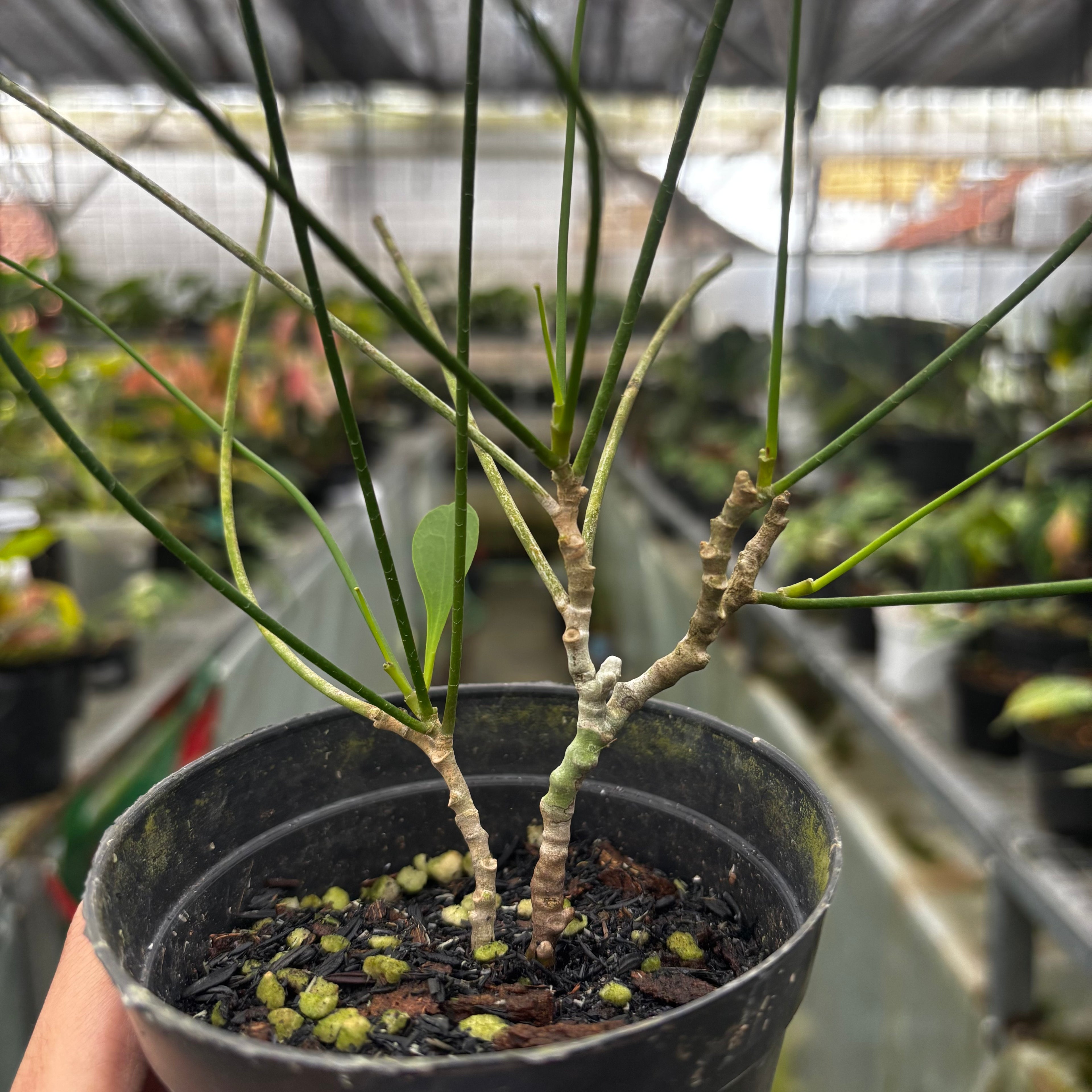 Hoya spartioides