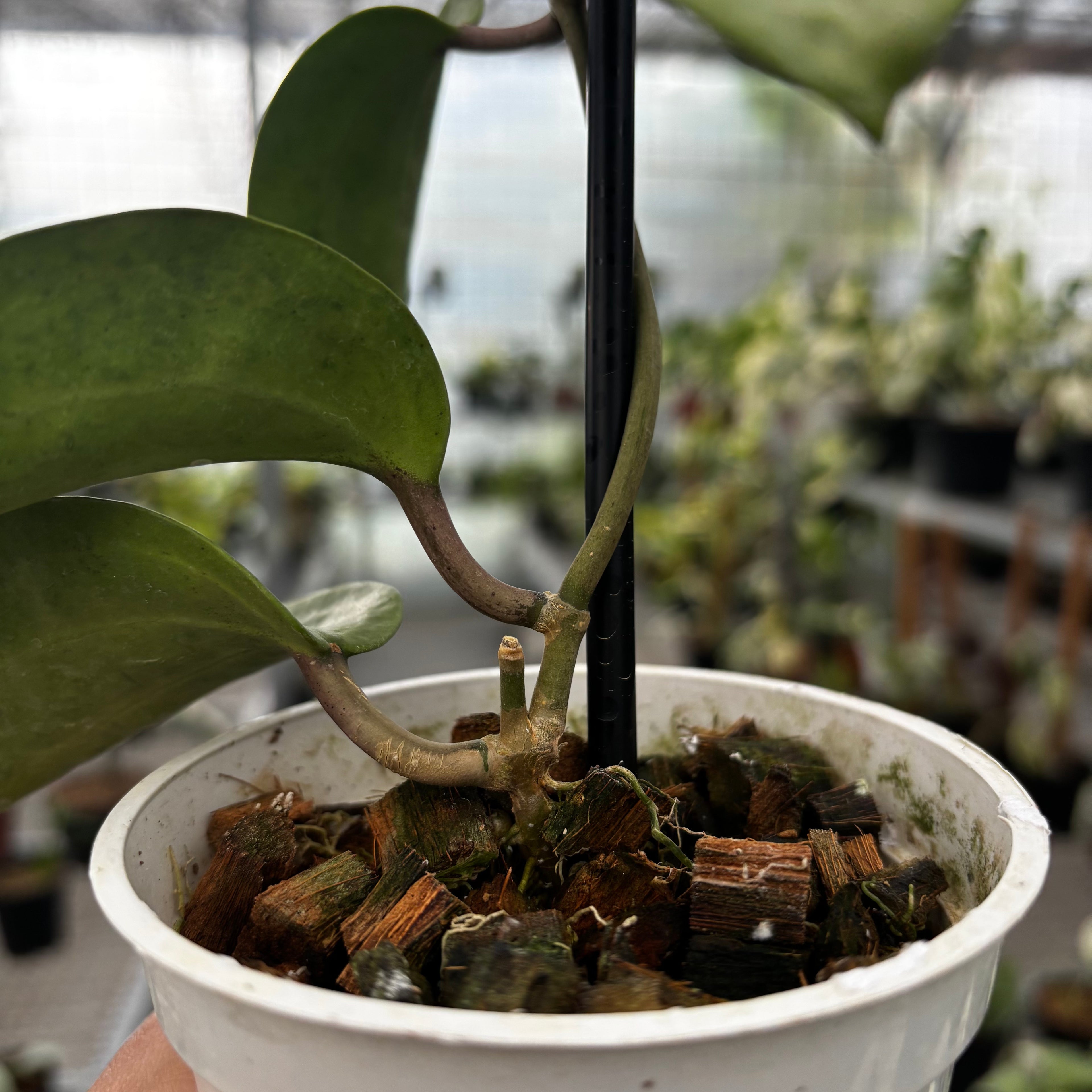 Hoya Latifolia Silver