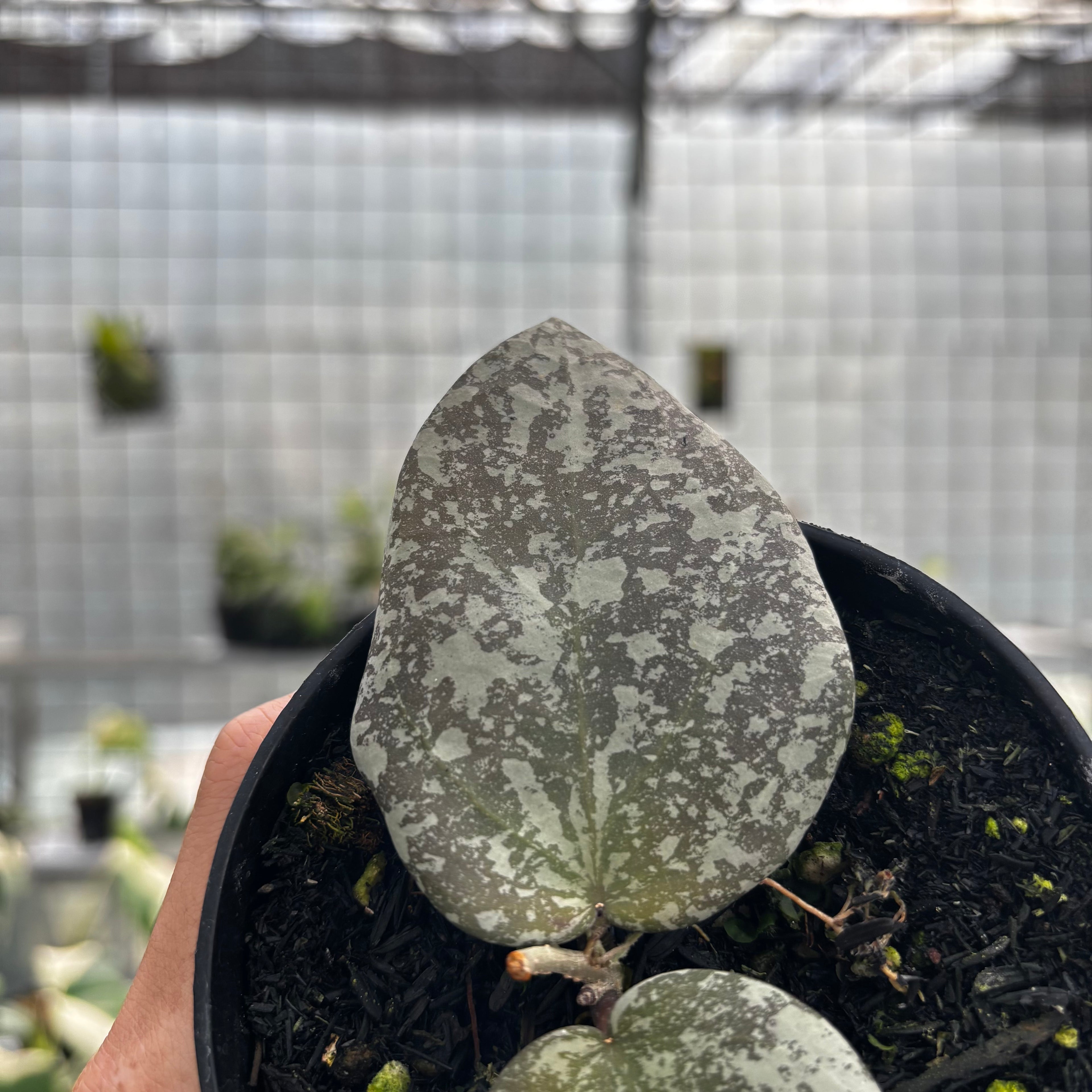 Hoya Cinnamomifolia x Imbricata