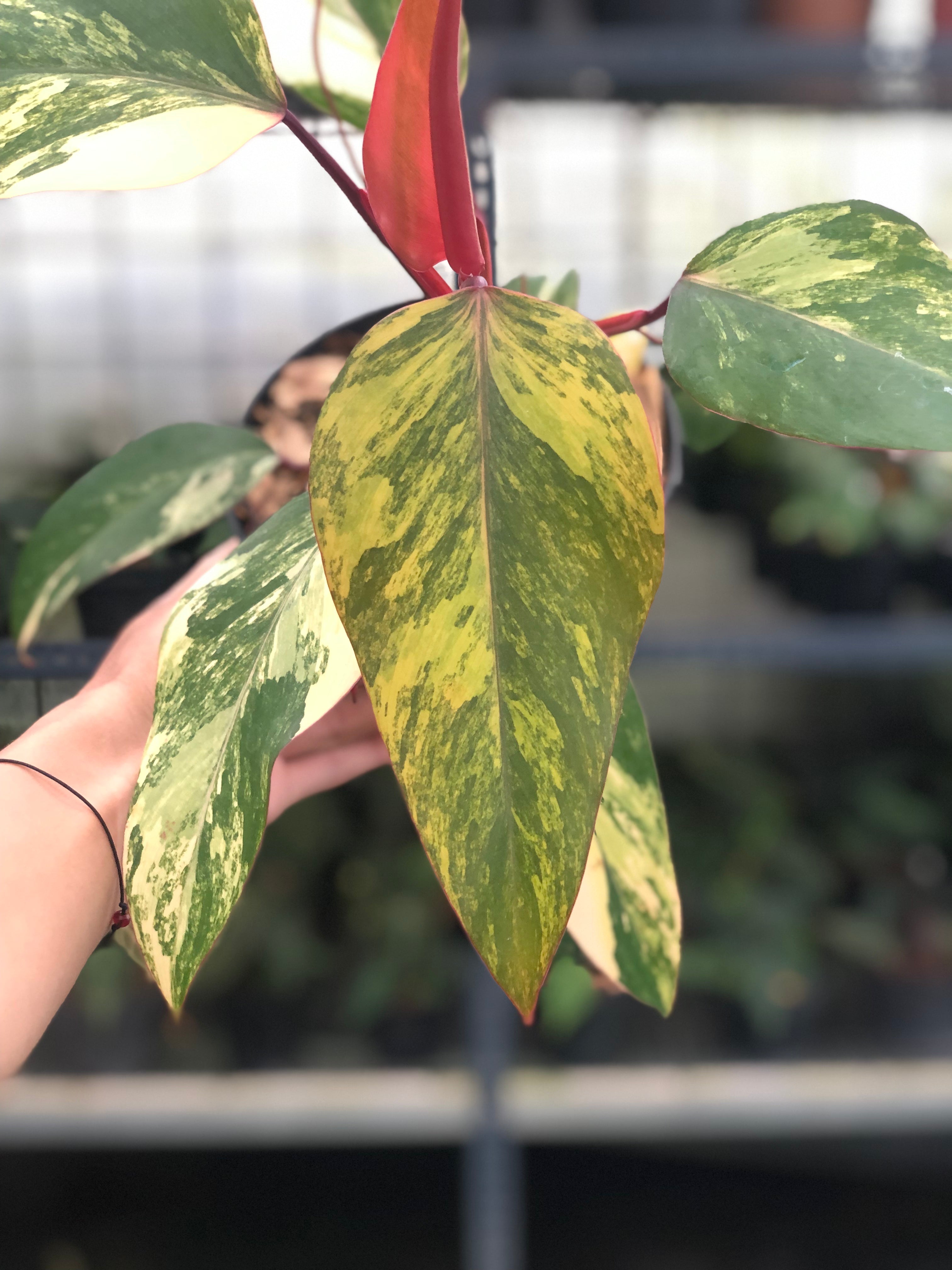 Philodendron Strawberry Shake