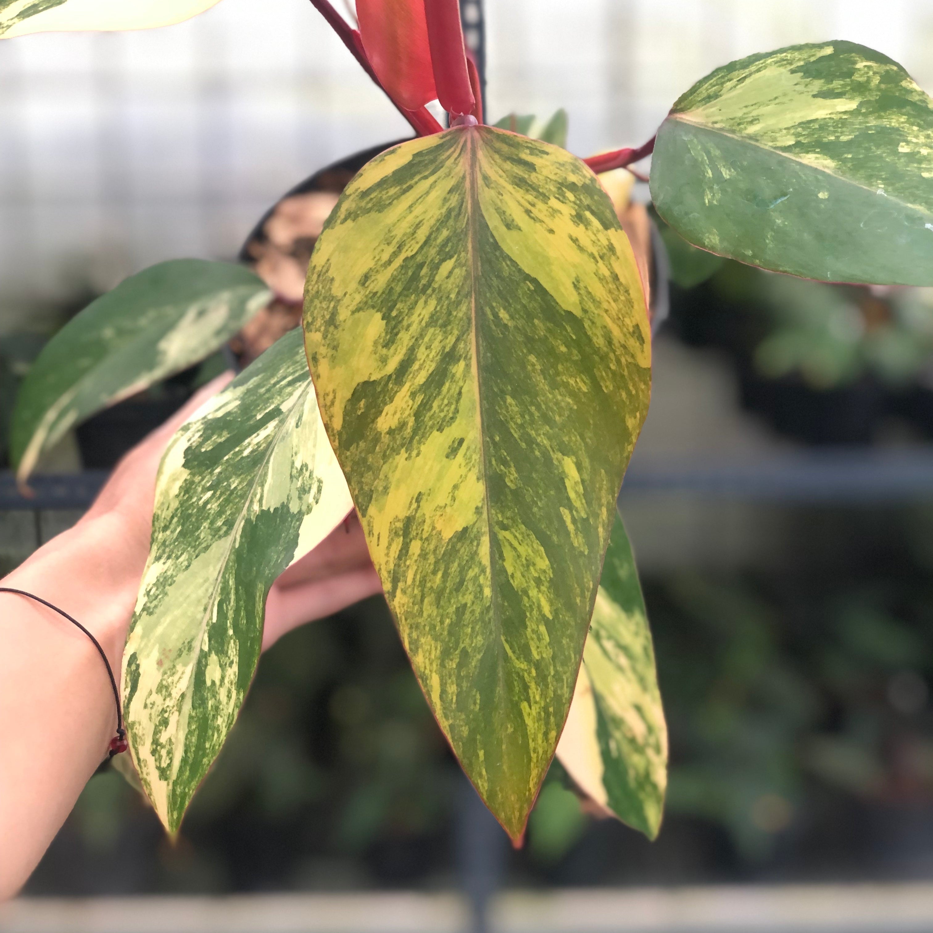 Philodendron Strawberry Shake