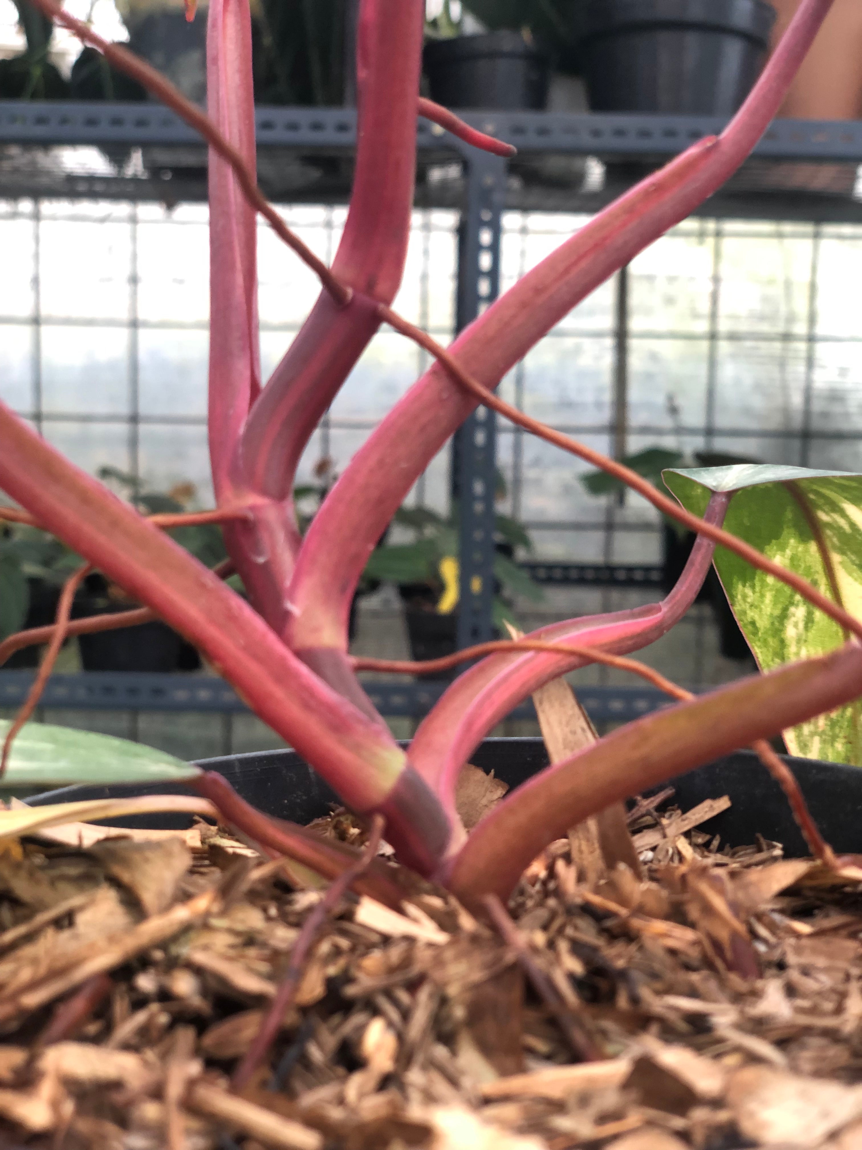 Philodendron Strawberry Shake