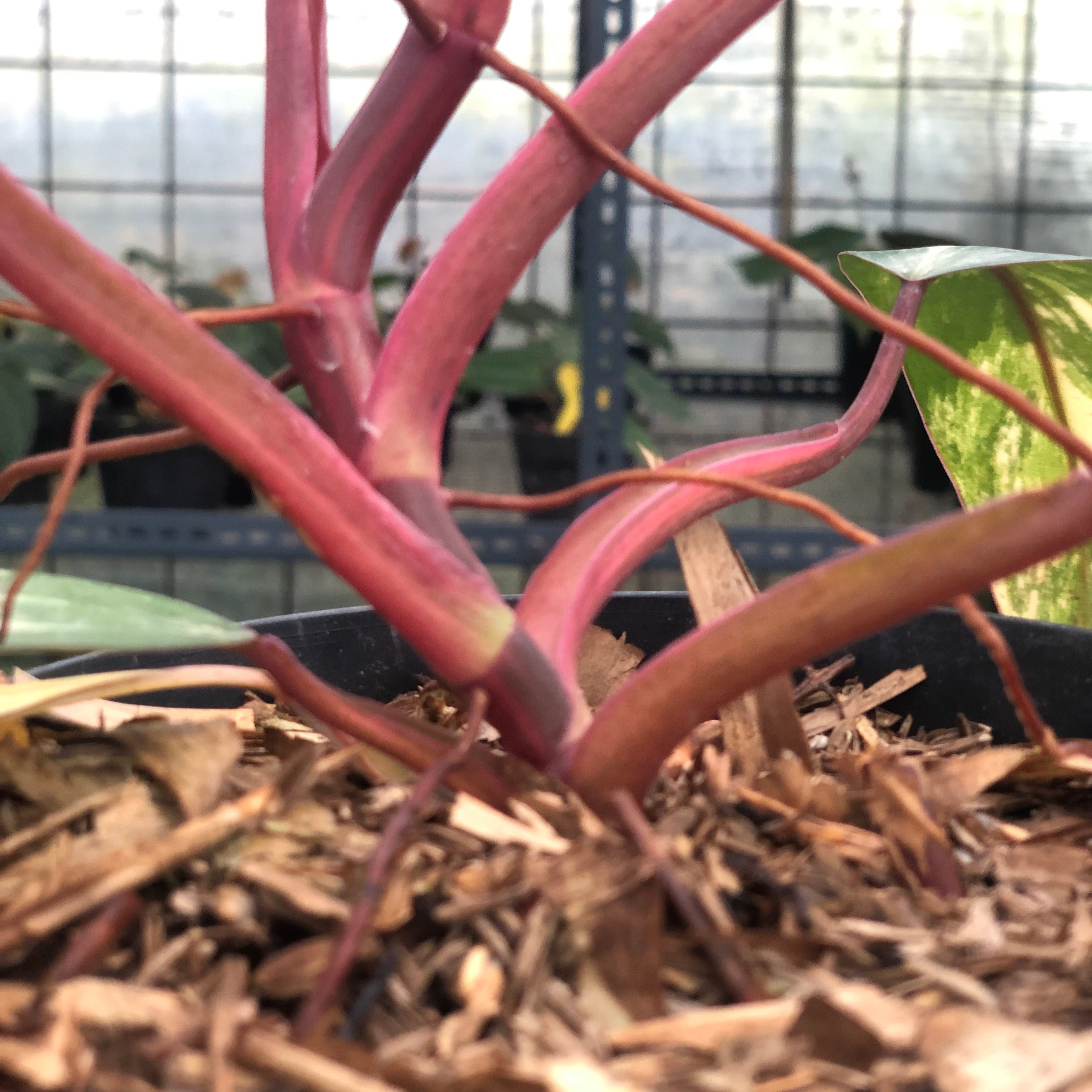 Philodendron Strawberry Shake