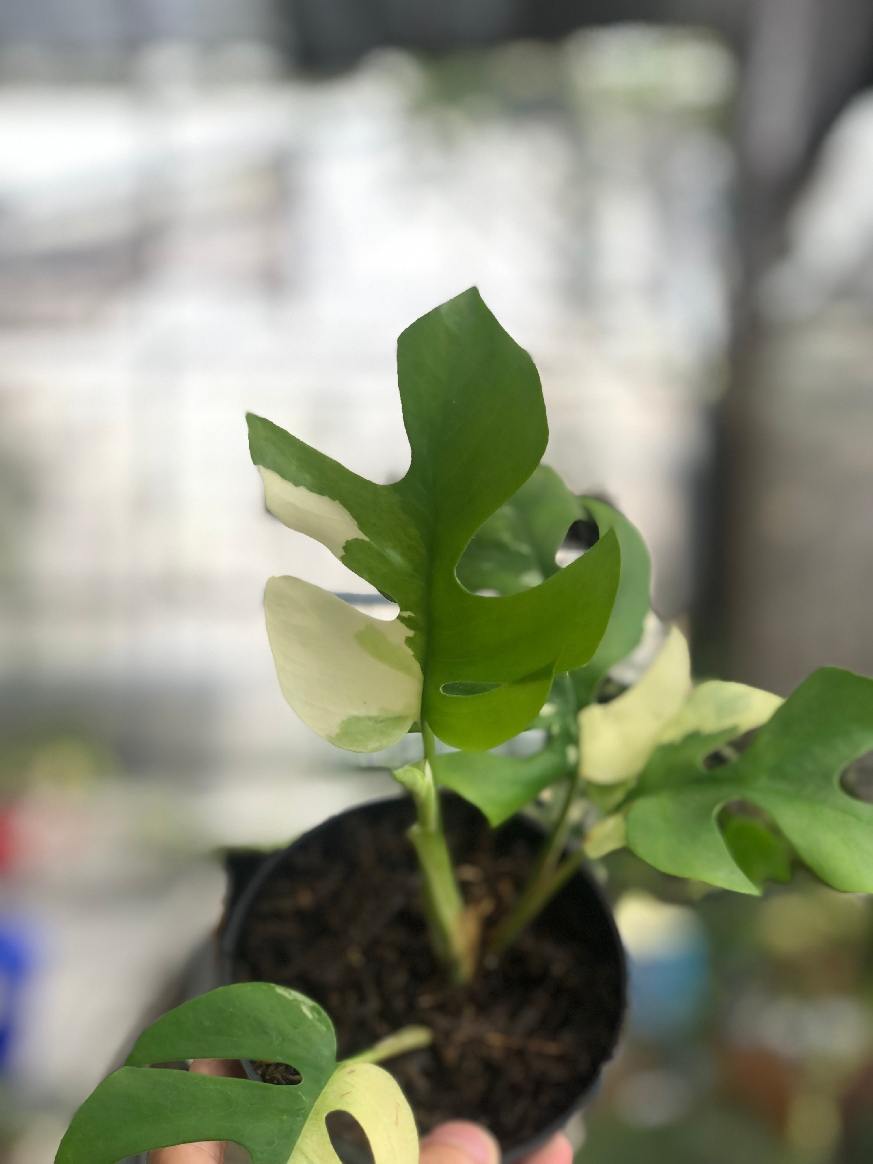 Rhaphidophora Tetrasperma Variegated