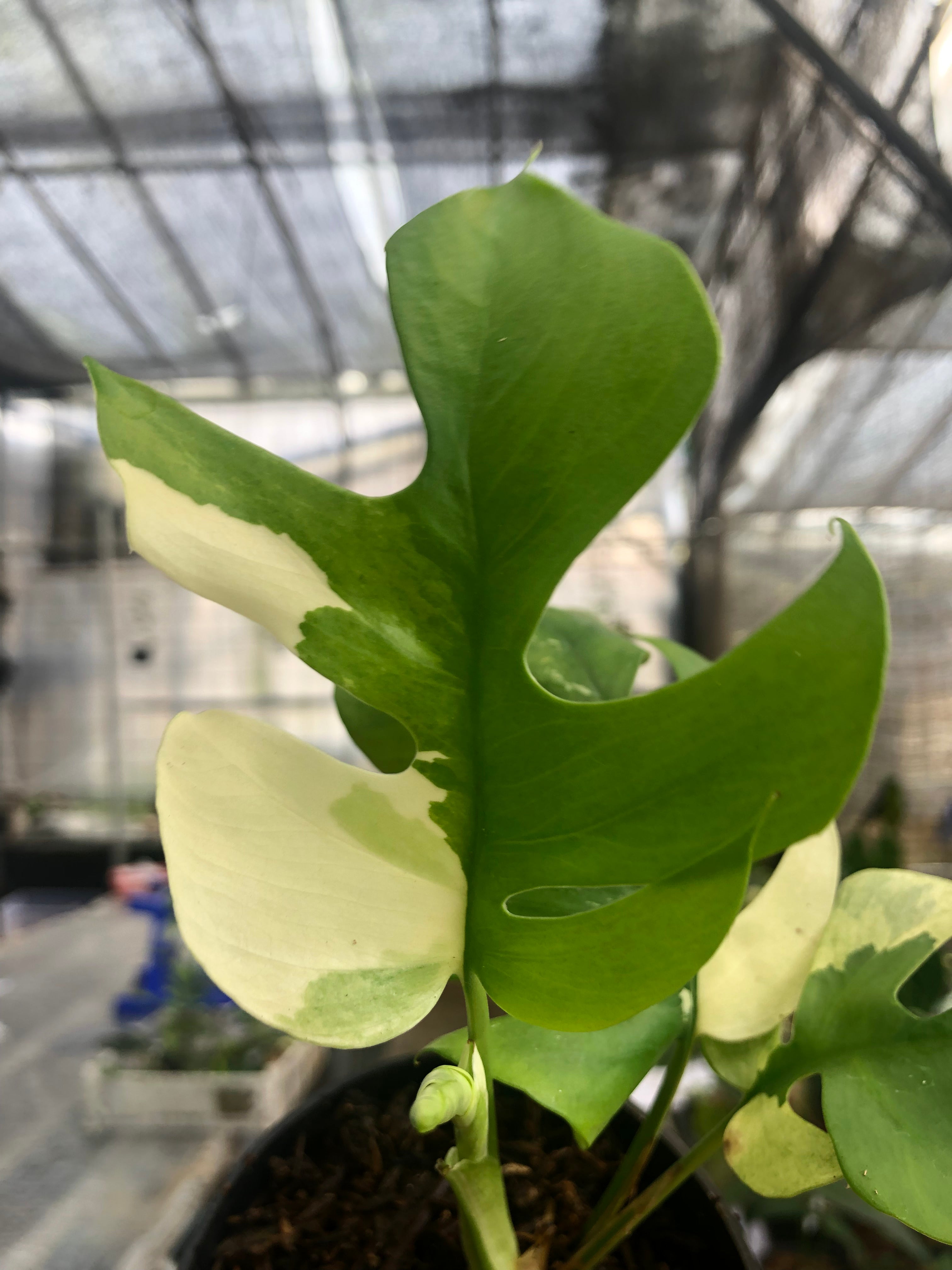 Rhaphidophora Tetrasperma Variegated