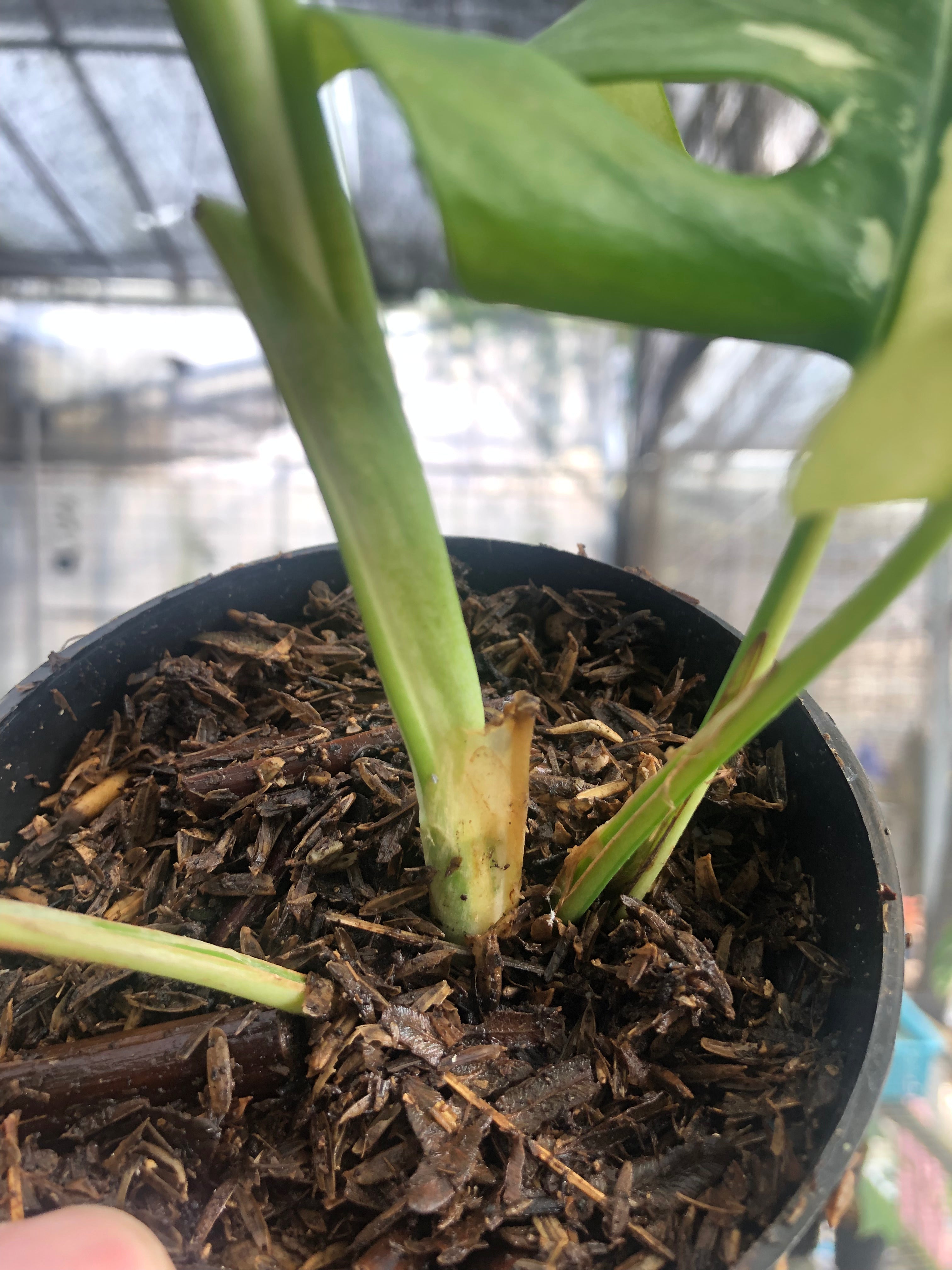 Rhaphidophora Tetrasperma Variegated