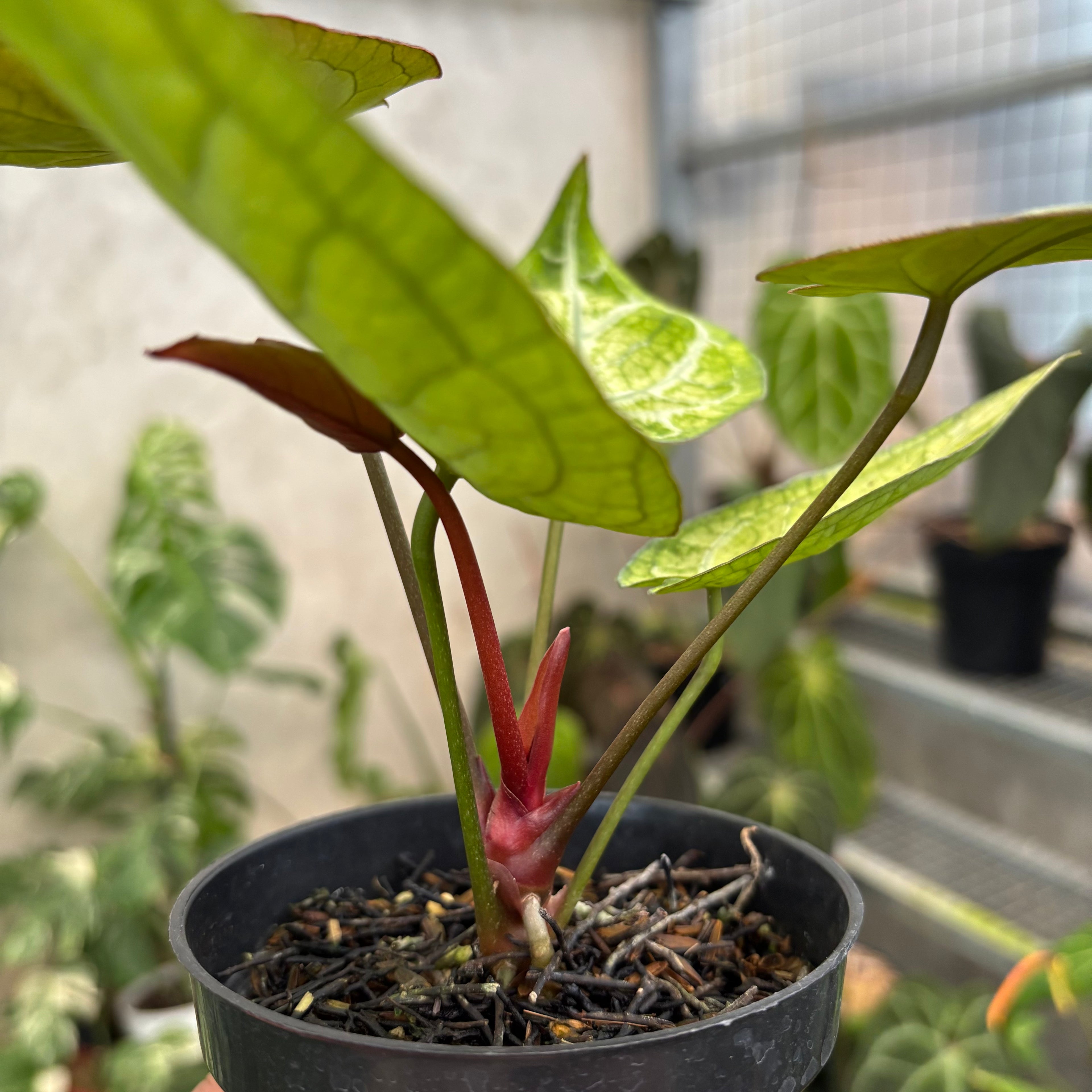 Anthurium Papi Variegated x Bvit Zara Michelle