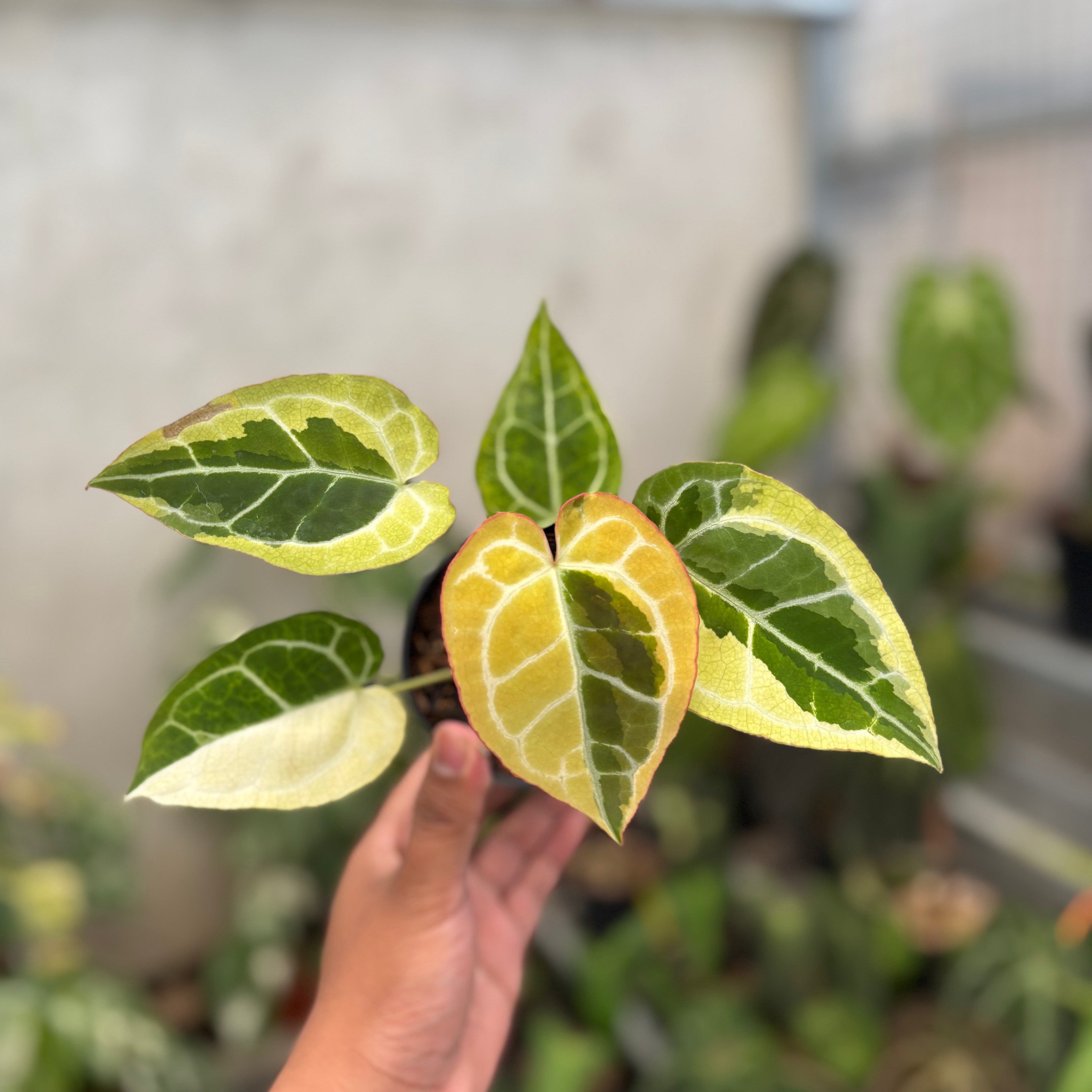 Anthurium Crystal Rinjani Variegated