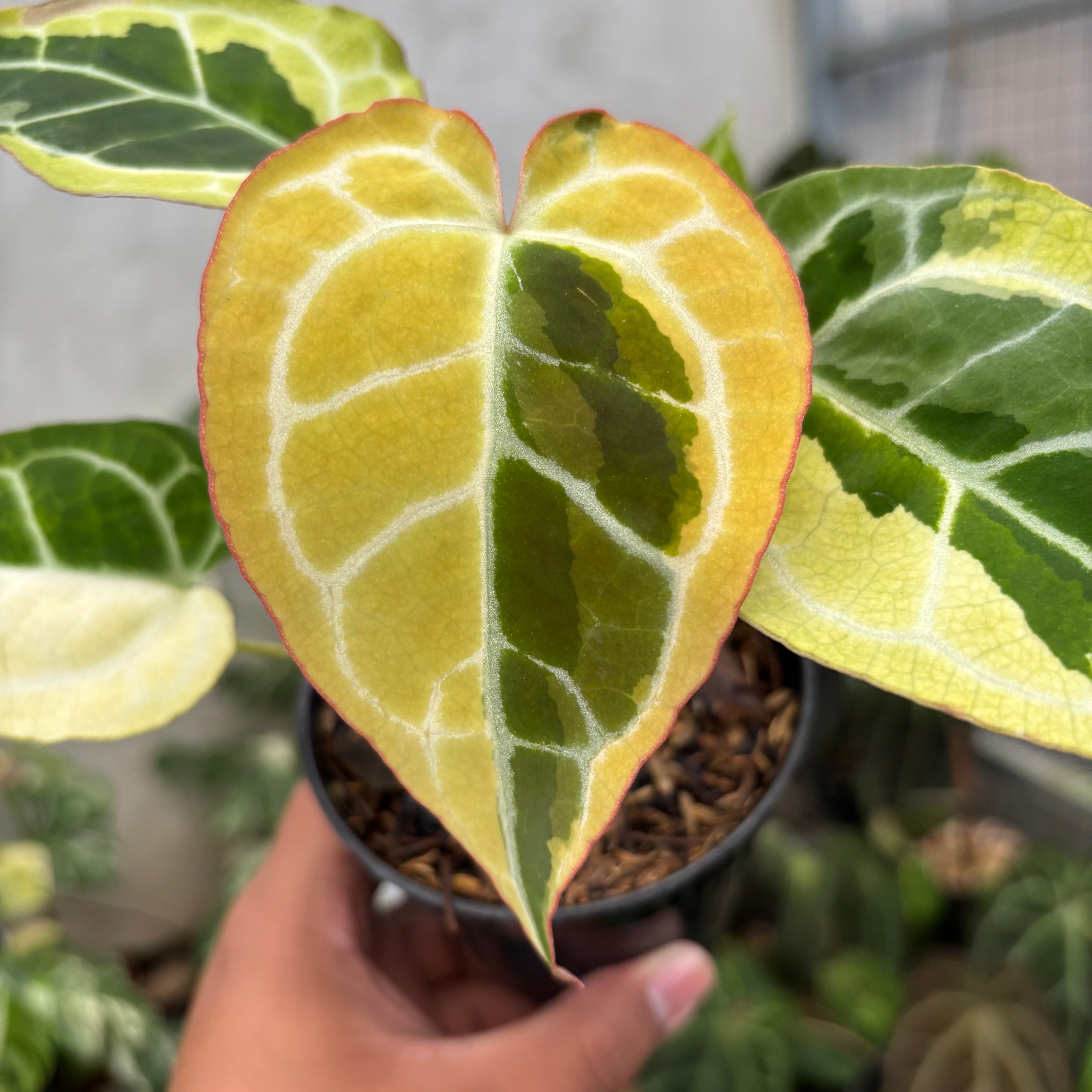Anthurium Crystal Rinjani Variegated