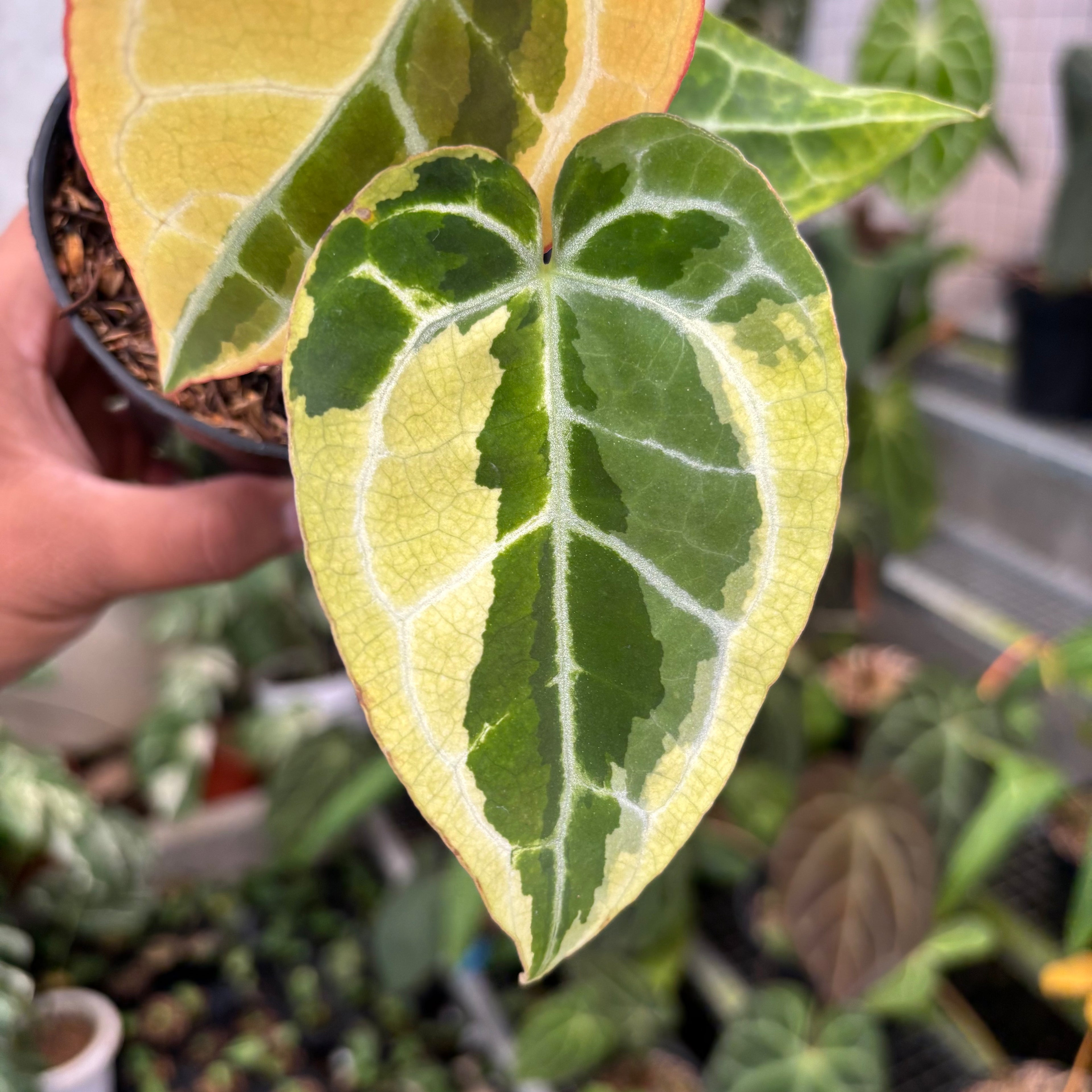 Anthurium Crystal Rinjani Variegated