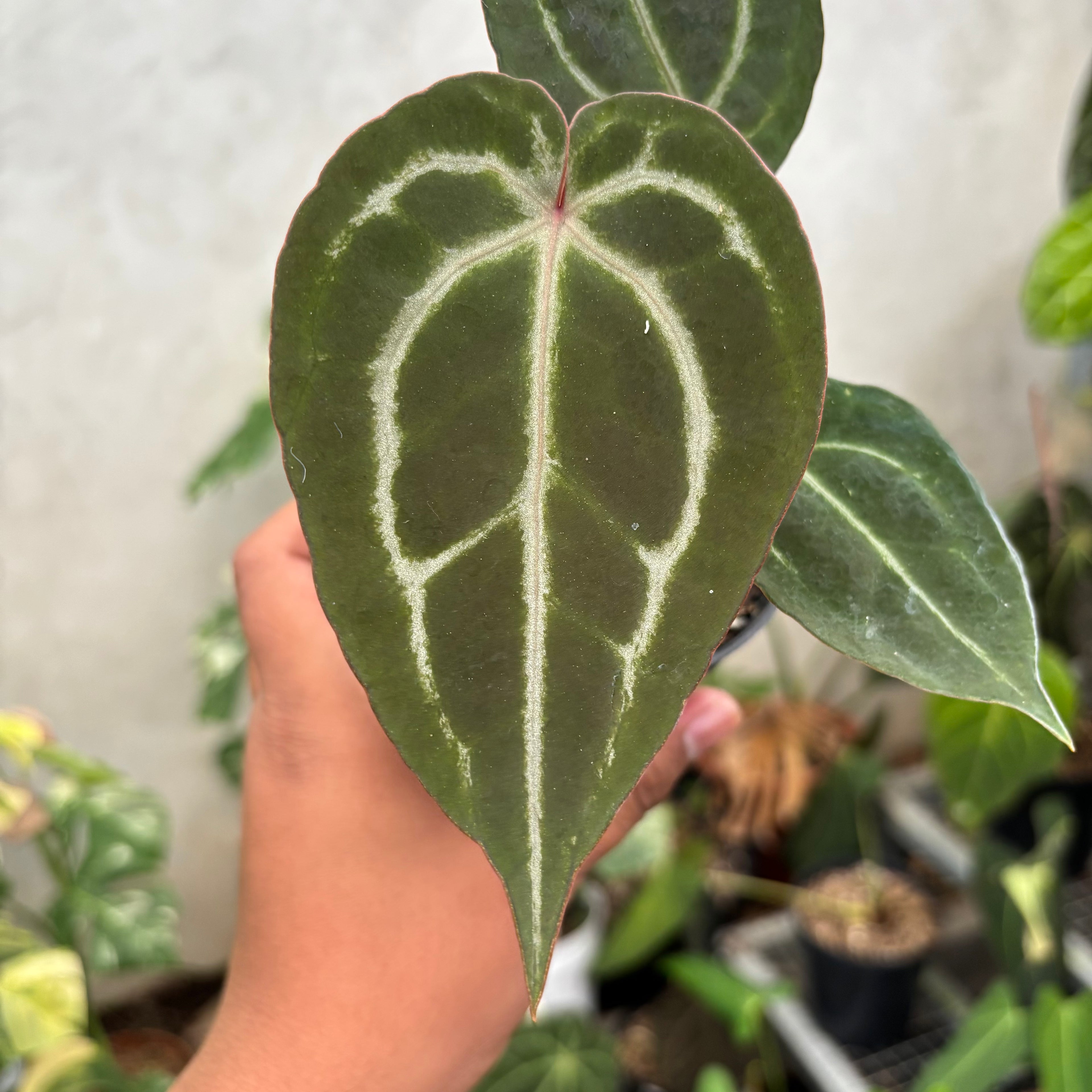 Anthurium Michelle Var x (michelle x red velvet cake)