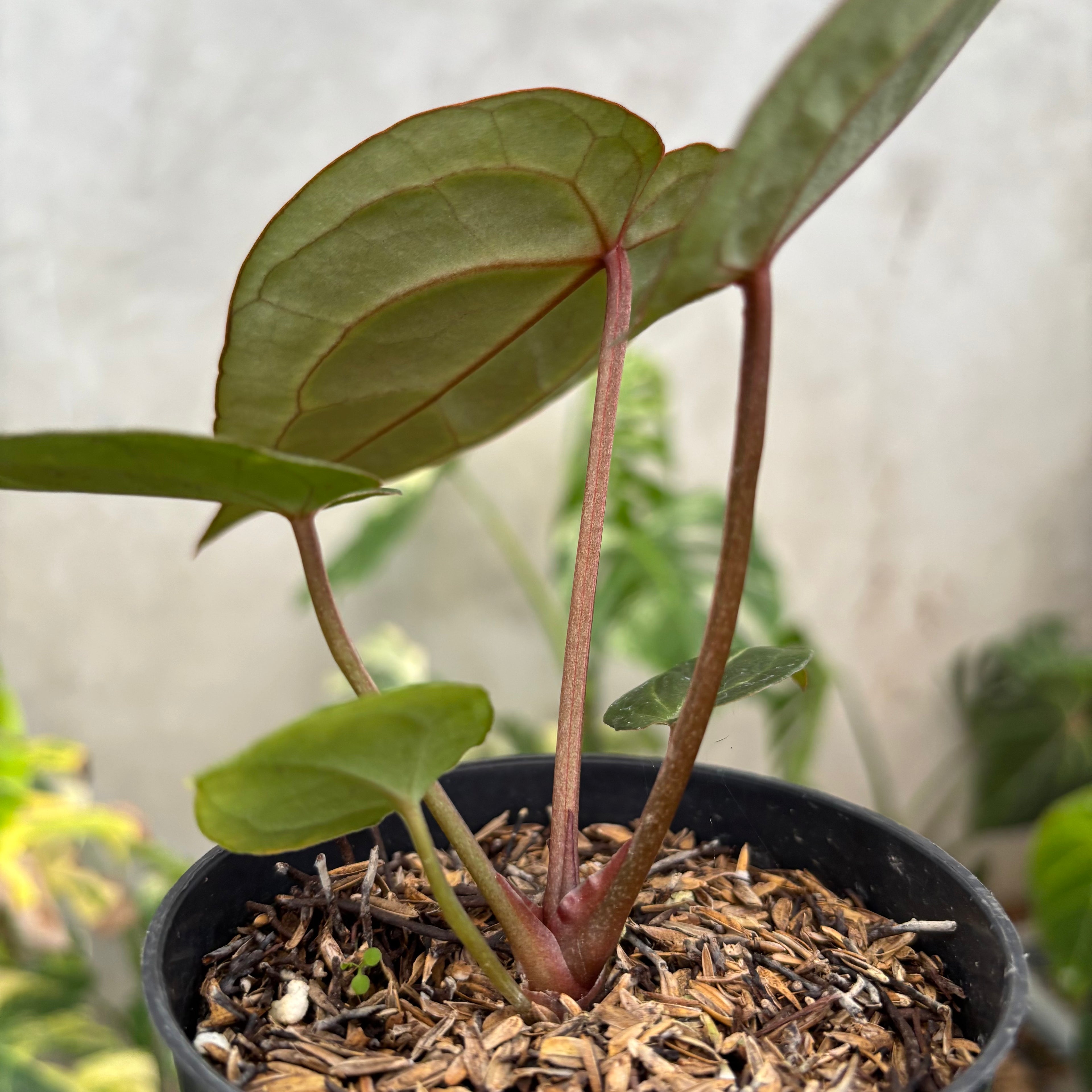 Anthurium Michelle Var x (michelle x red velvet cake)
