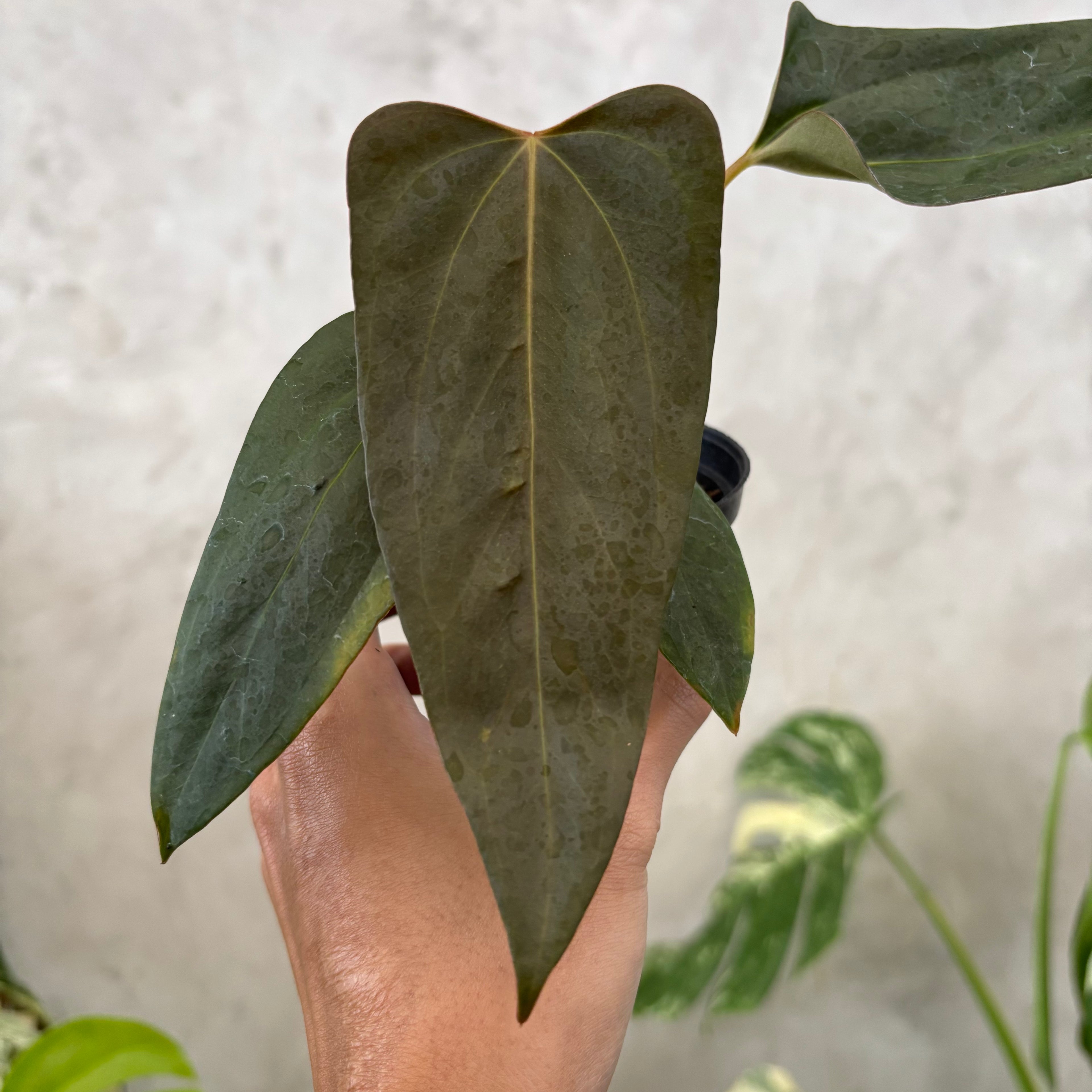 Anthurium Porti xdf