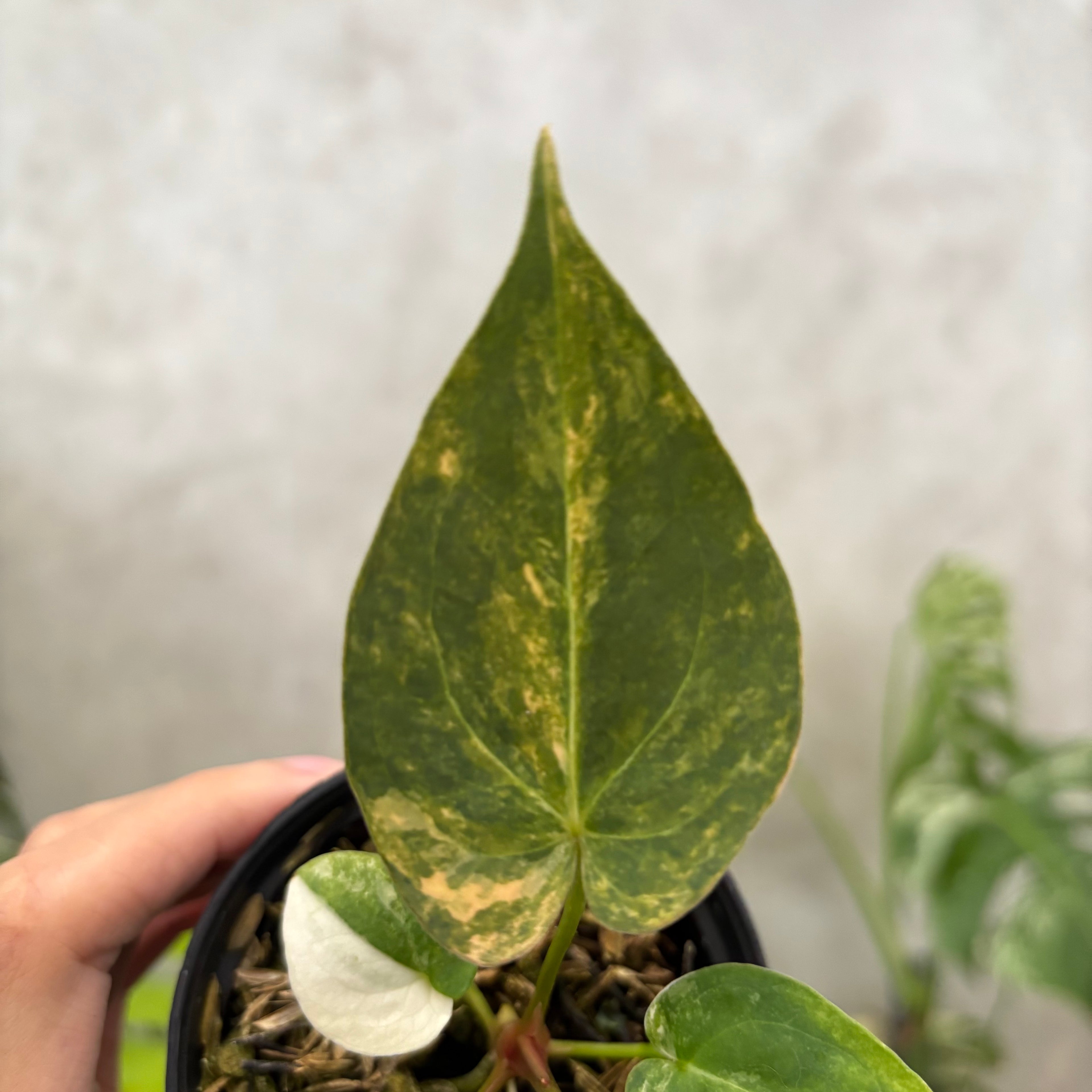 Anthurium papillilaminum Pink x King Of Spades
