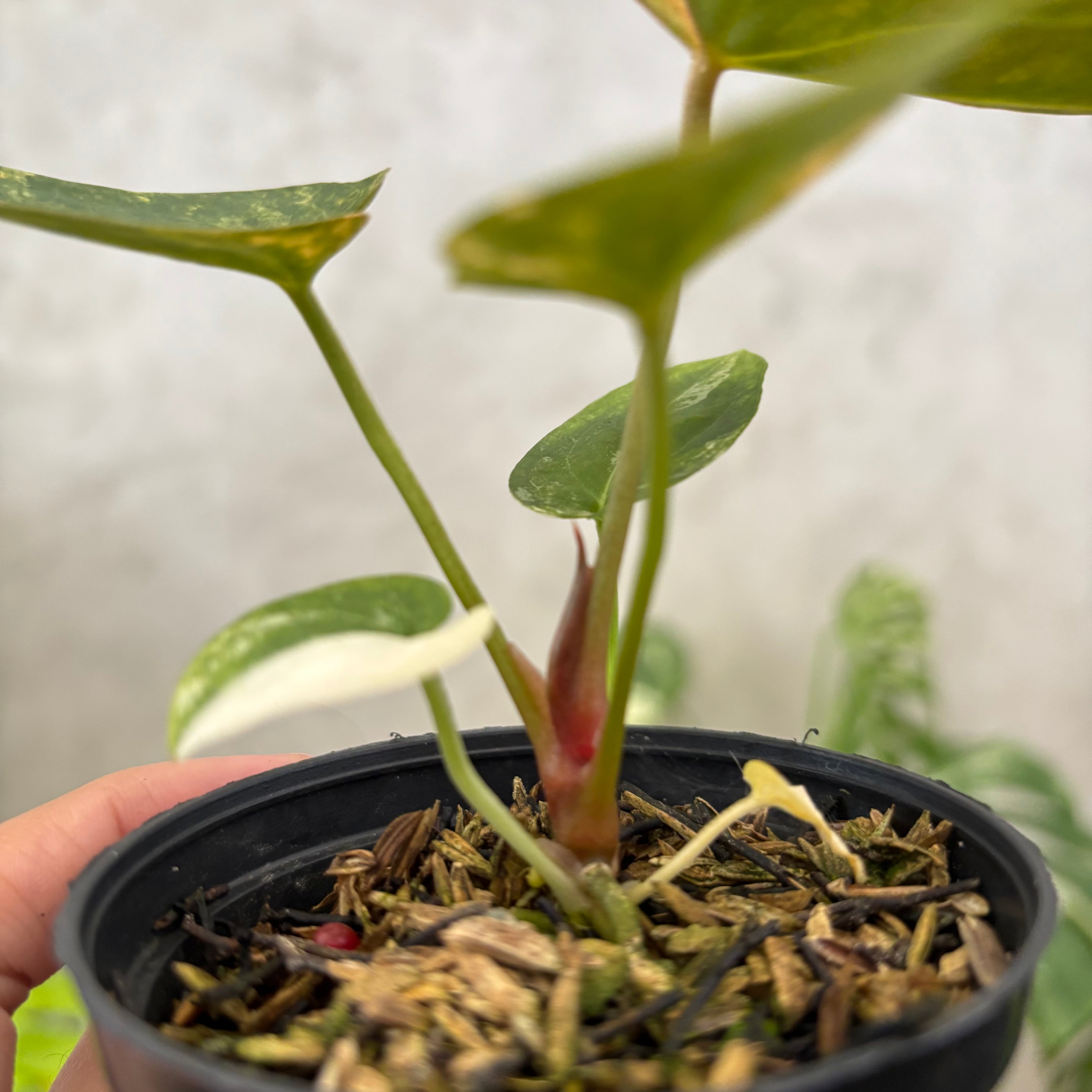 Anthurium papillilaminum Pink x King Of Spades