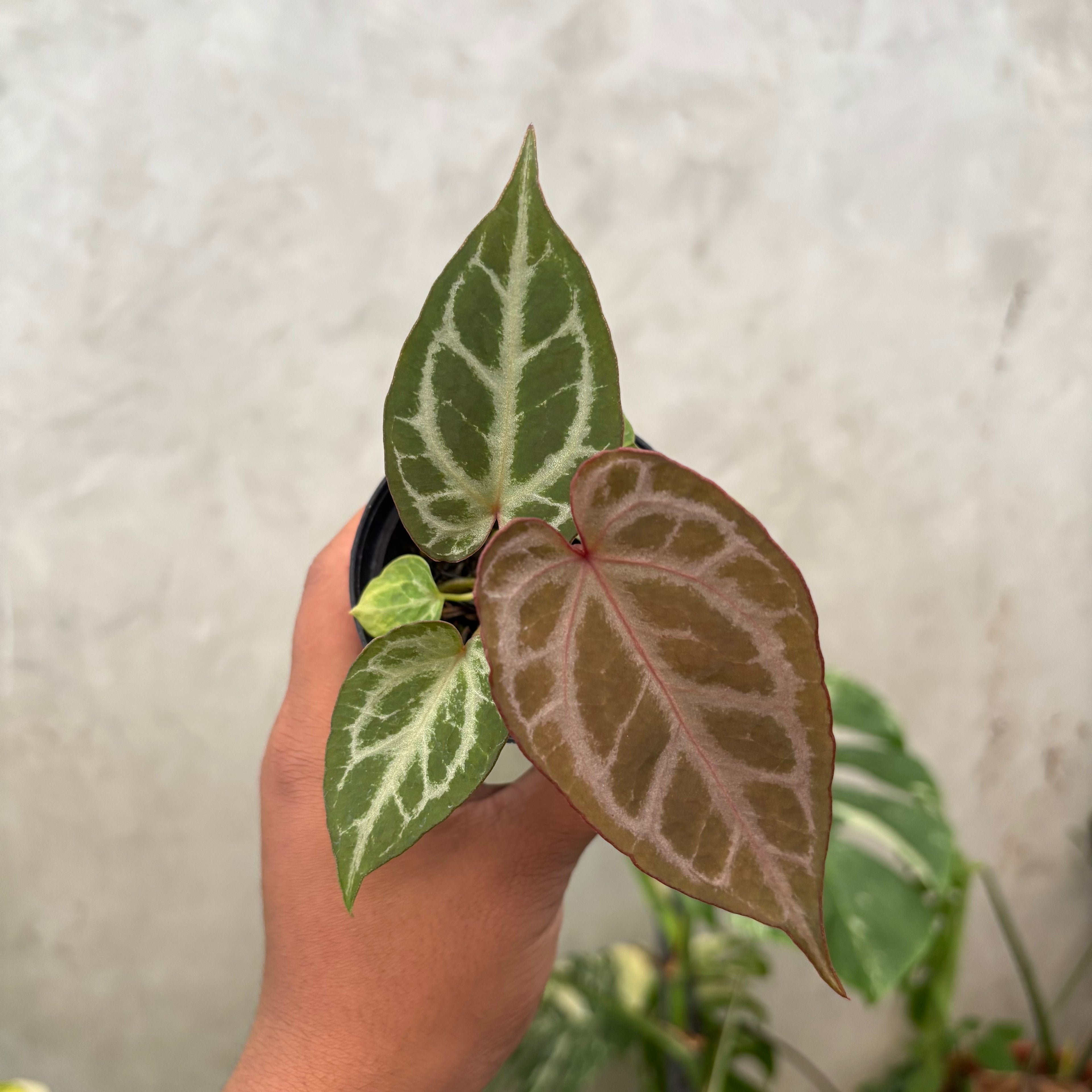 Anthurium (Angela x black widow) x regar silver
