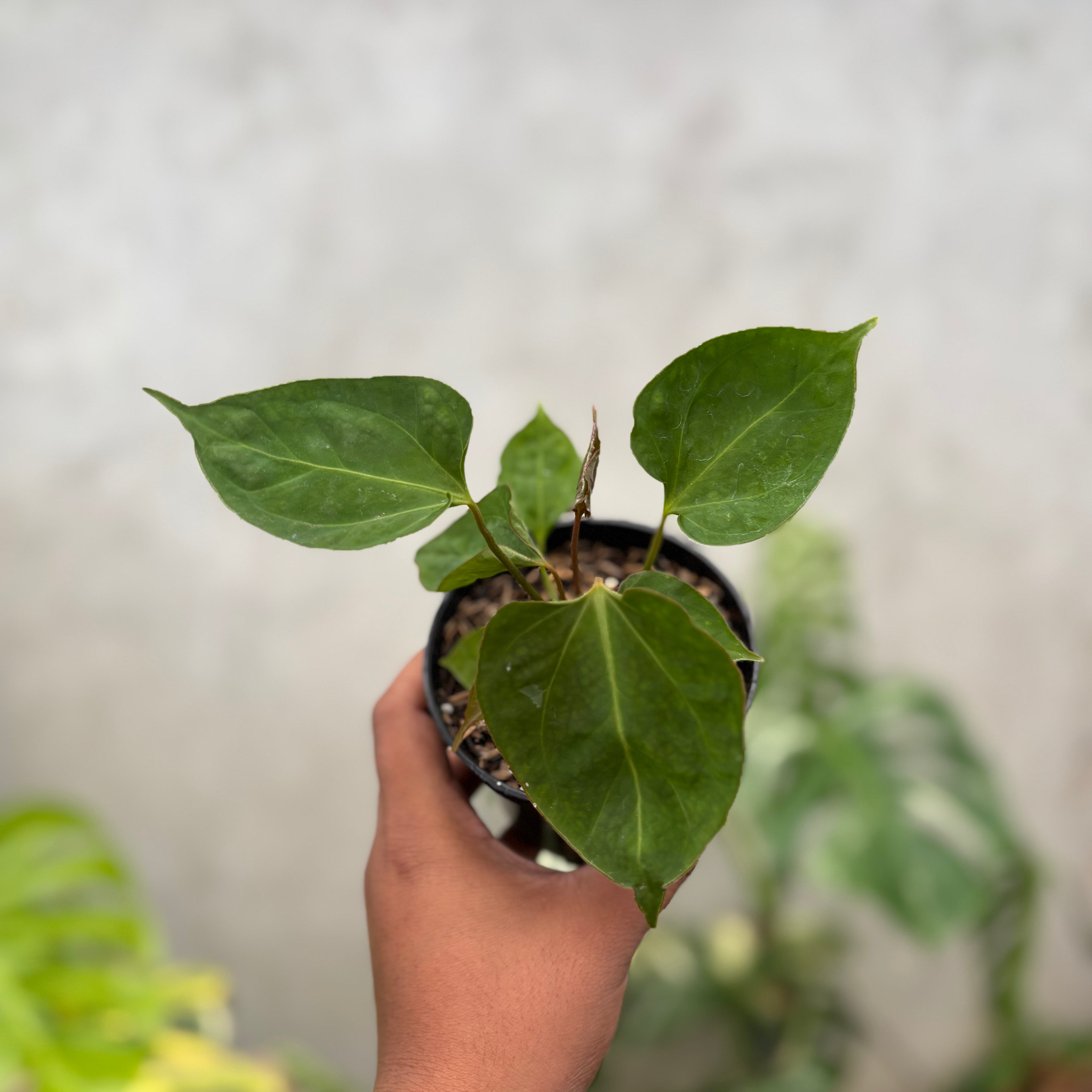 Anthurium Xone porti muchlis x Blood of blue